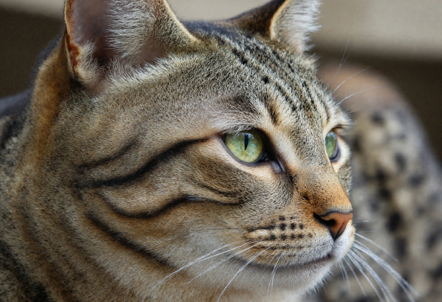 Close-up of a tabby cat with striking green eyes #40379