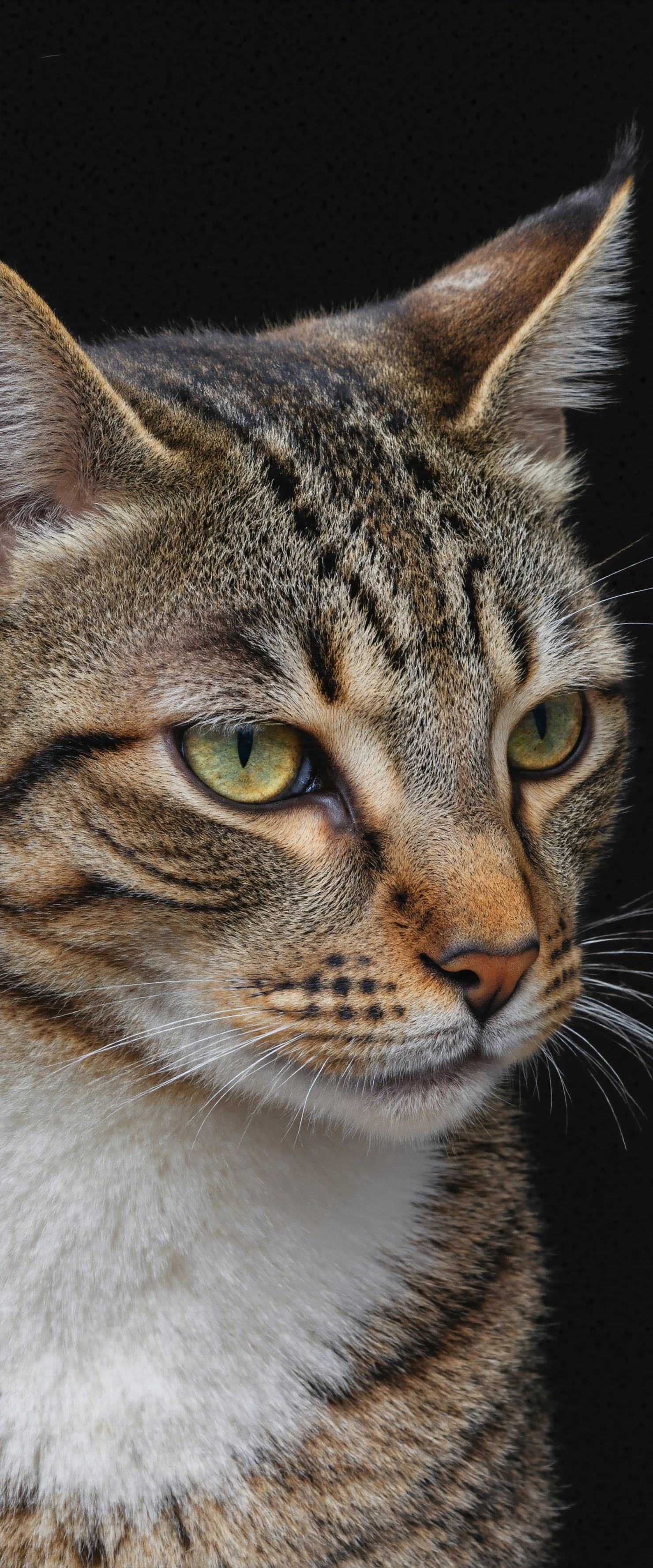 CloClose-up of a domestic tabby cat with green eyes #40380