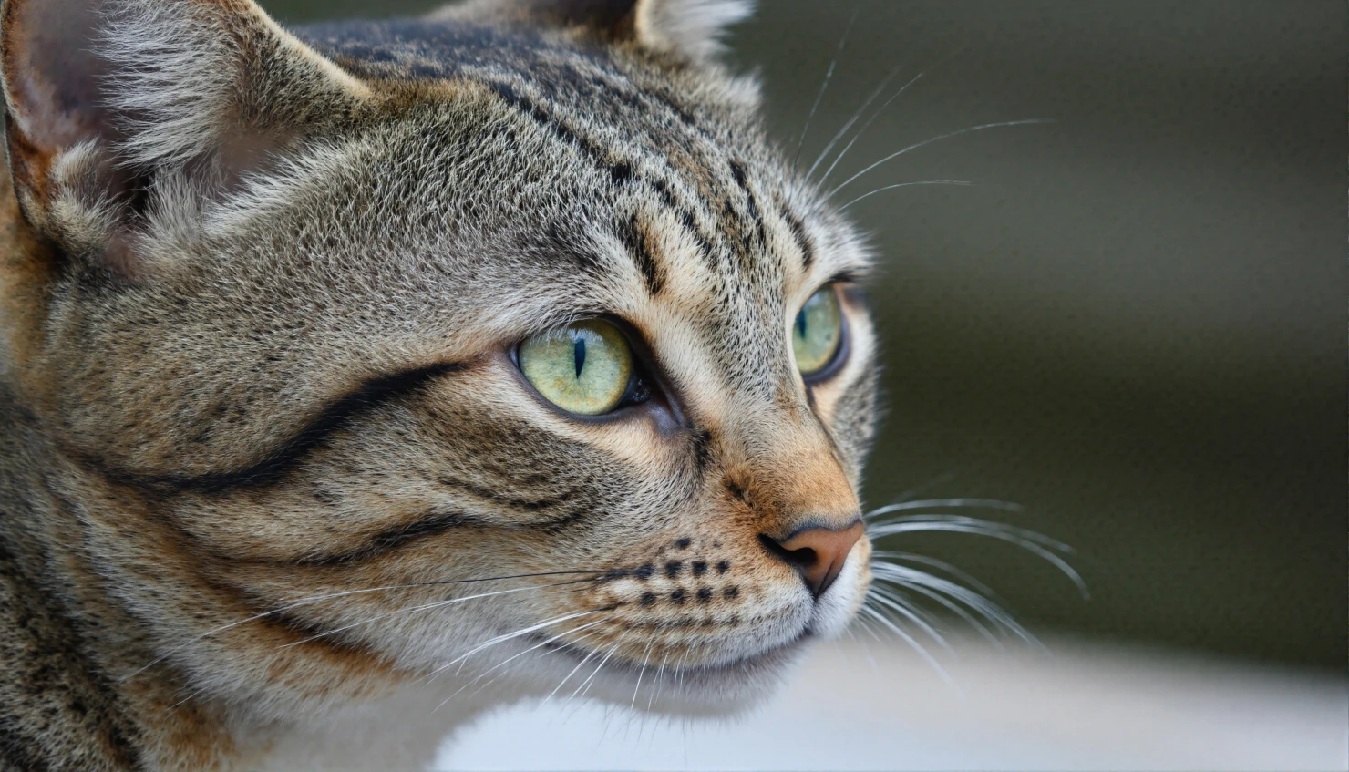 Close-up of a tabby cat's face with green eyes, showcasing its detailed features. #40382