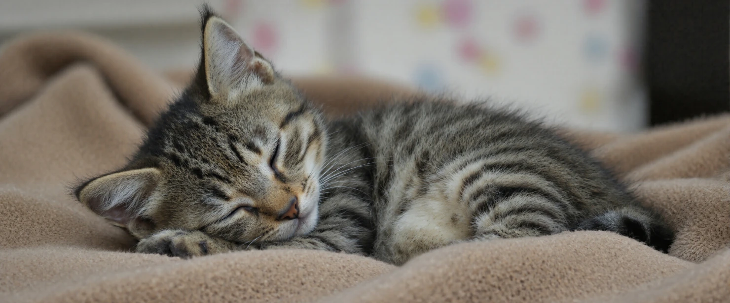 Sleeping kitten on a blanket #40384