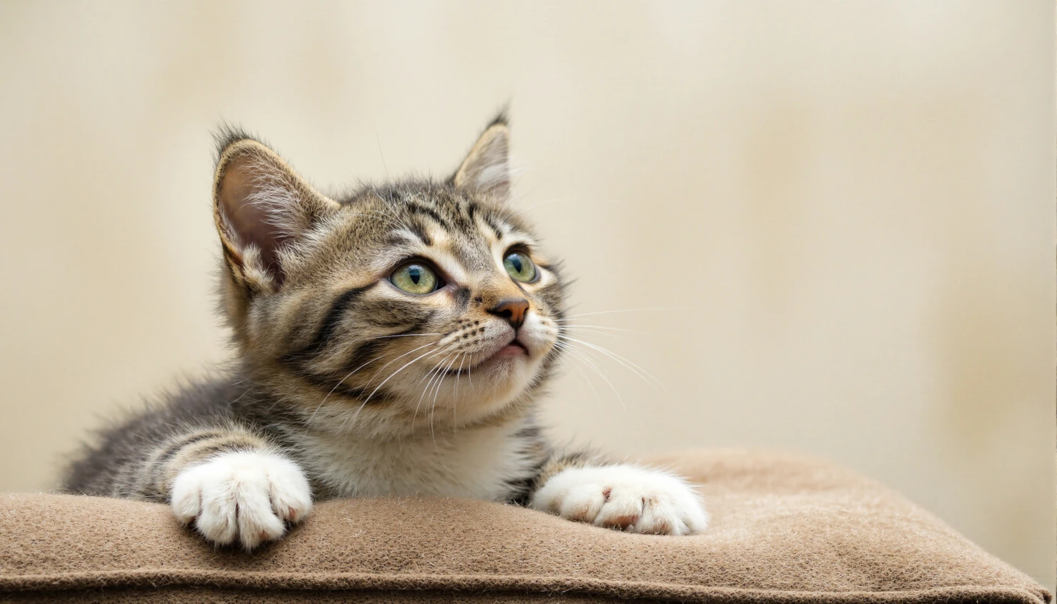 Curious Kitten Gazing Upward #40386