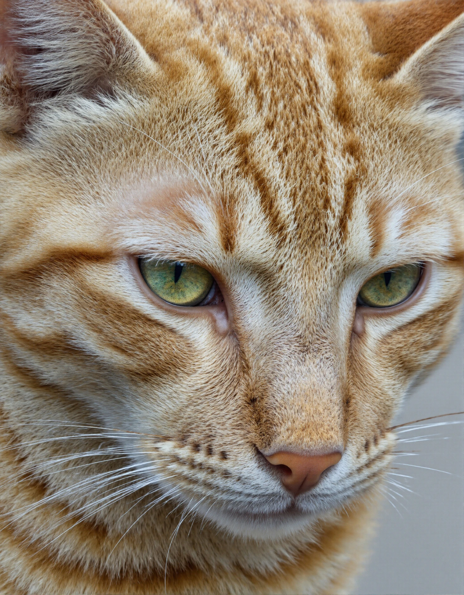 Close-up of an orange tabby cat with green eyes, looking focused. #40388
