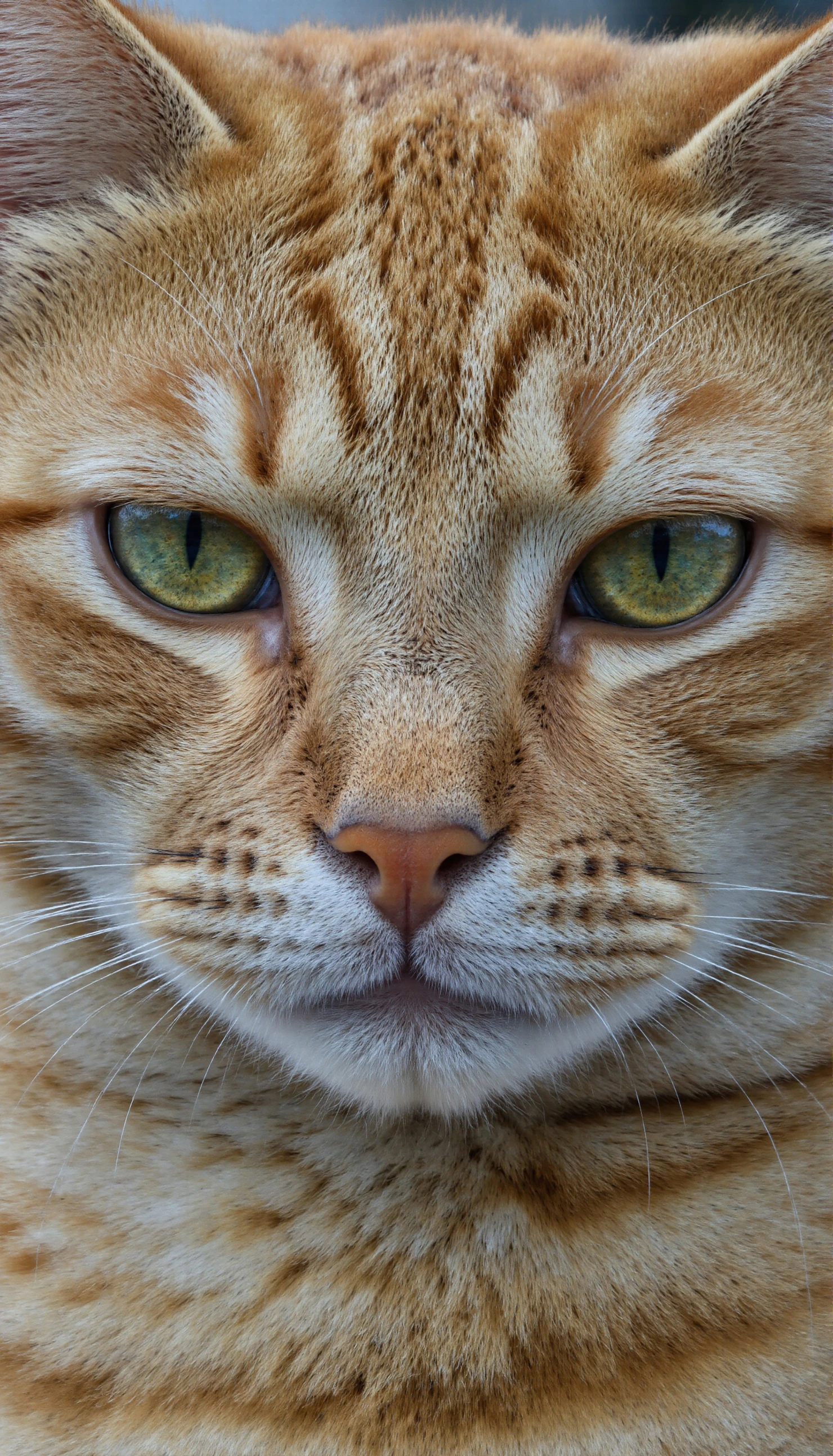 Close-up portrait of an orange tabby cat with striking green eyes #40389