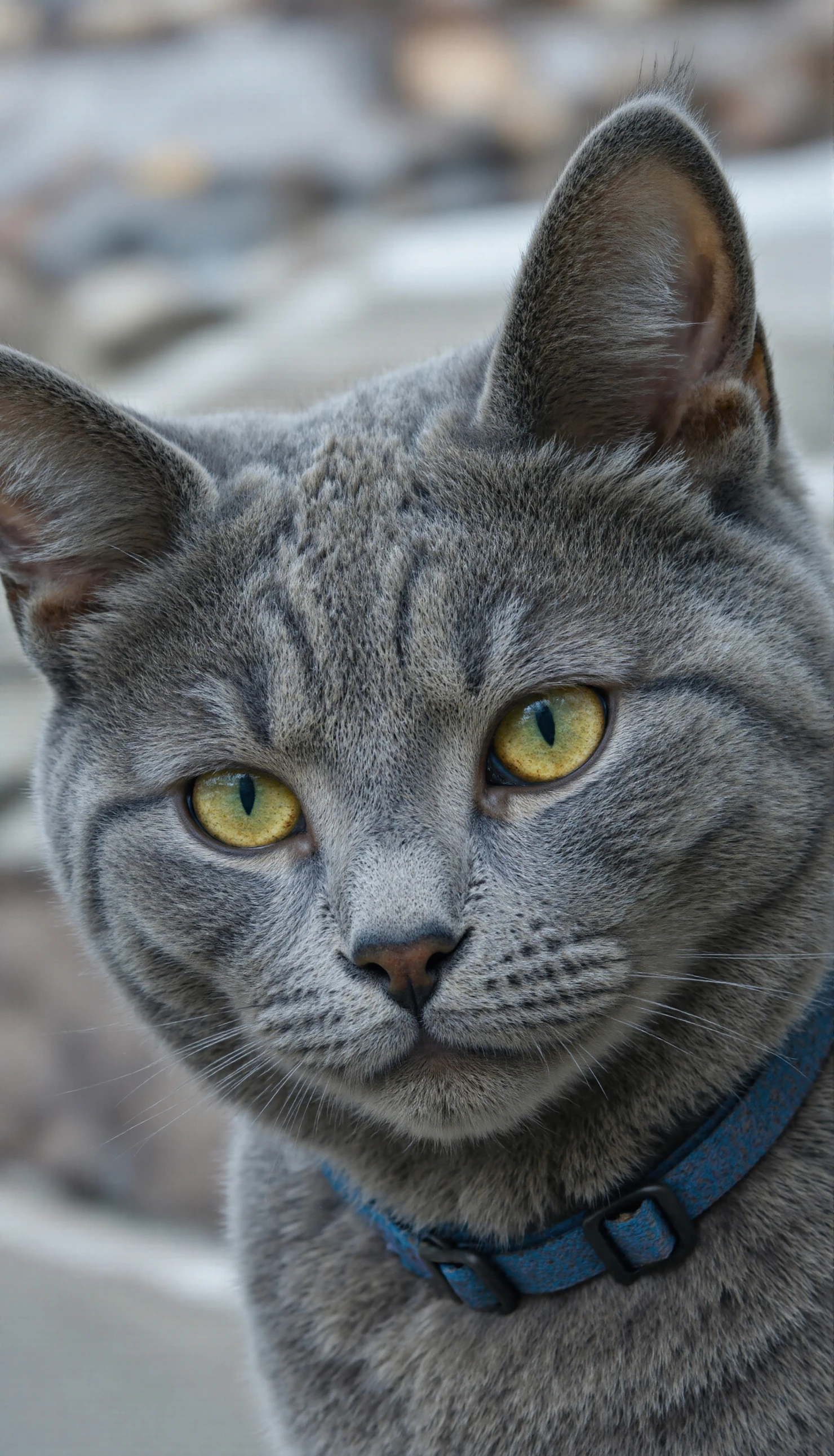 Close-up of a captivating tabby cat with striking green eyes #40392