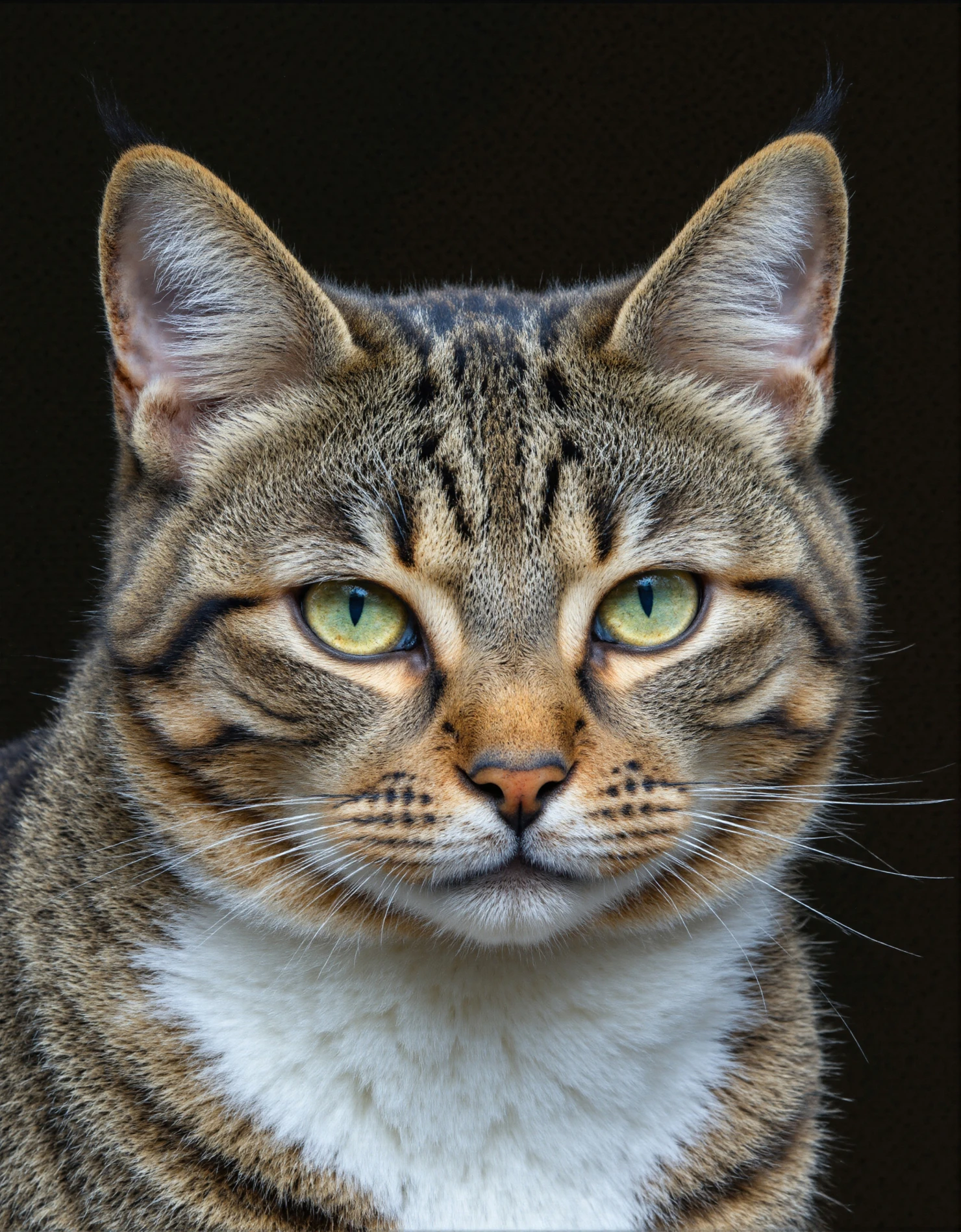 Close-up of a captivating tabby cat with striking green eyes #40393