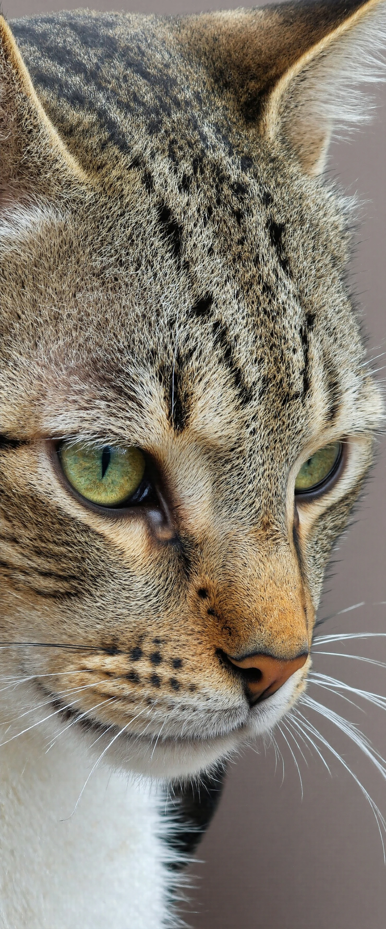 Close-up of a Tabby Cat's Face with Green Eyes #40396