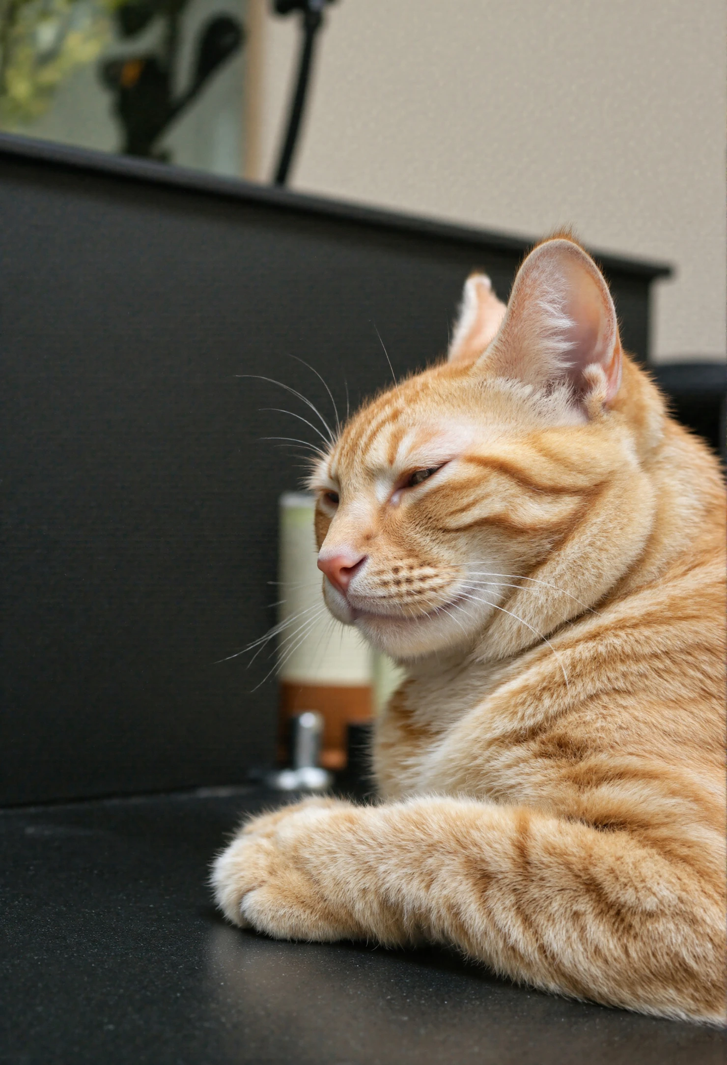 Orange Tabby Cat Relaxing on a Black Surface #40398