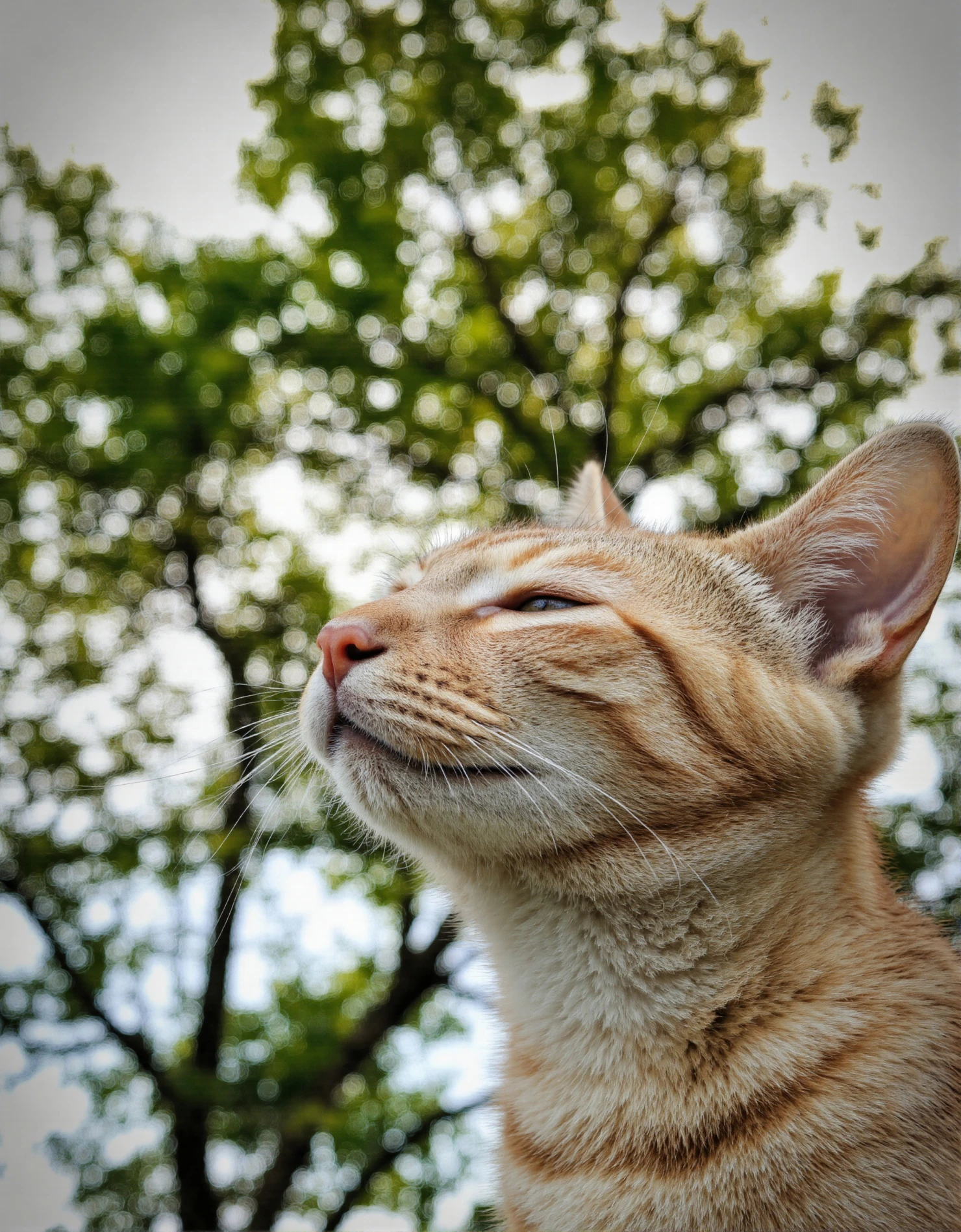 Happy Cat Enjoying the Sunshine #40400