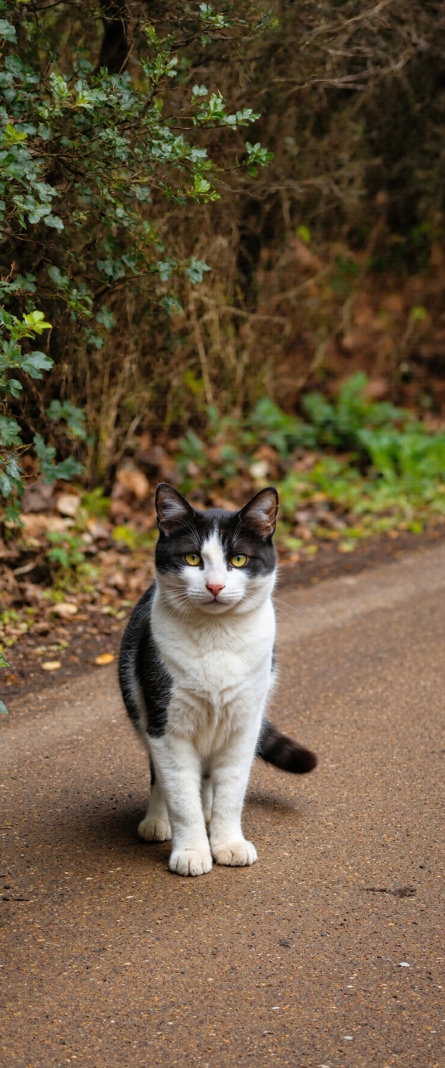 Cat on a Path #40402