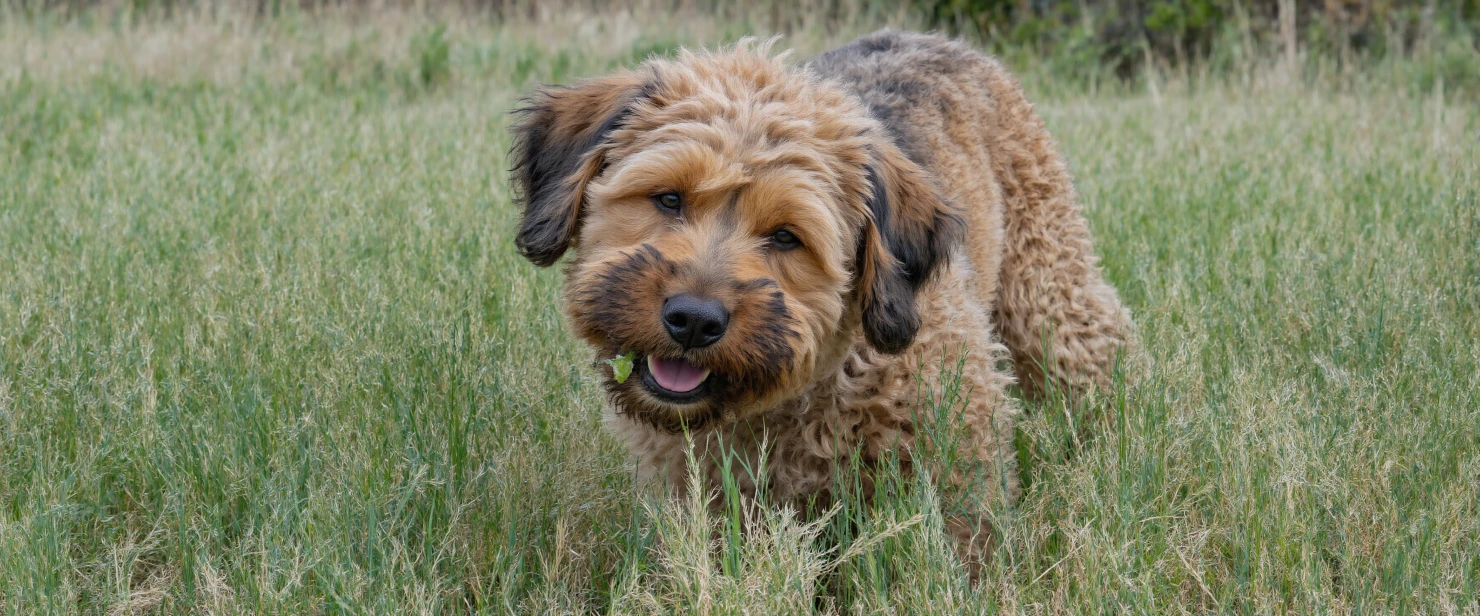Happy dog in the grass #40403