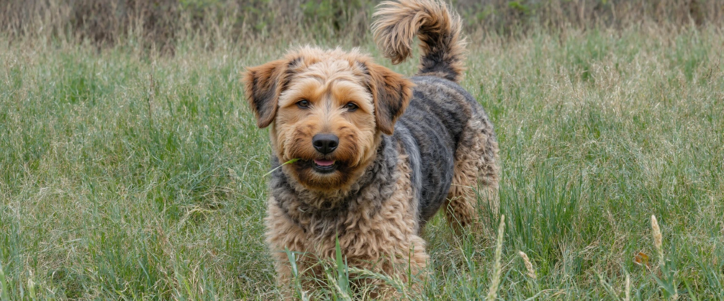 Airedale Terrier Standing in Grassy Field #40404