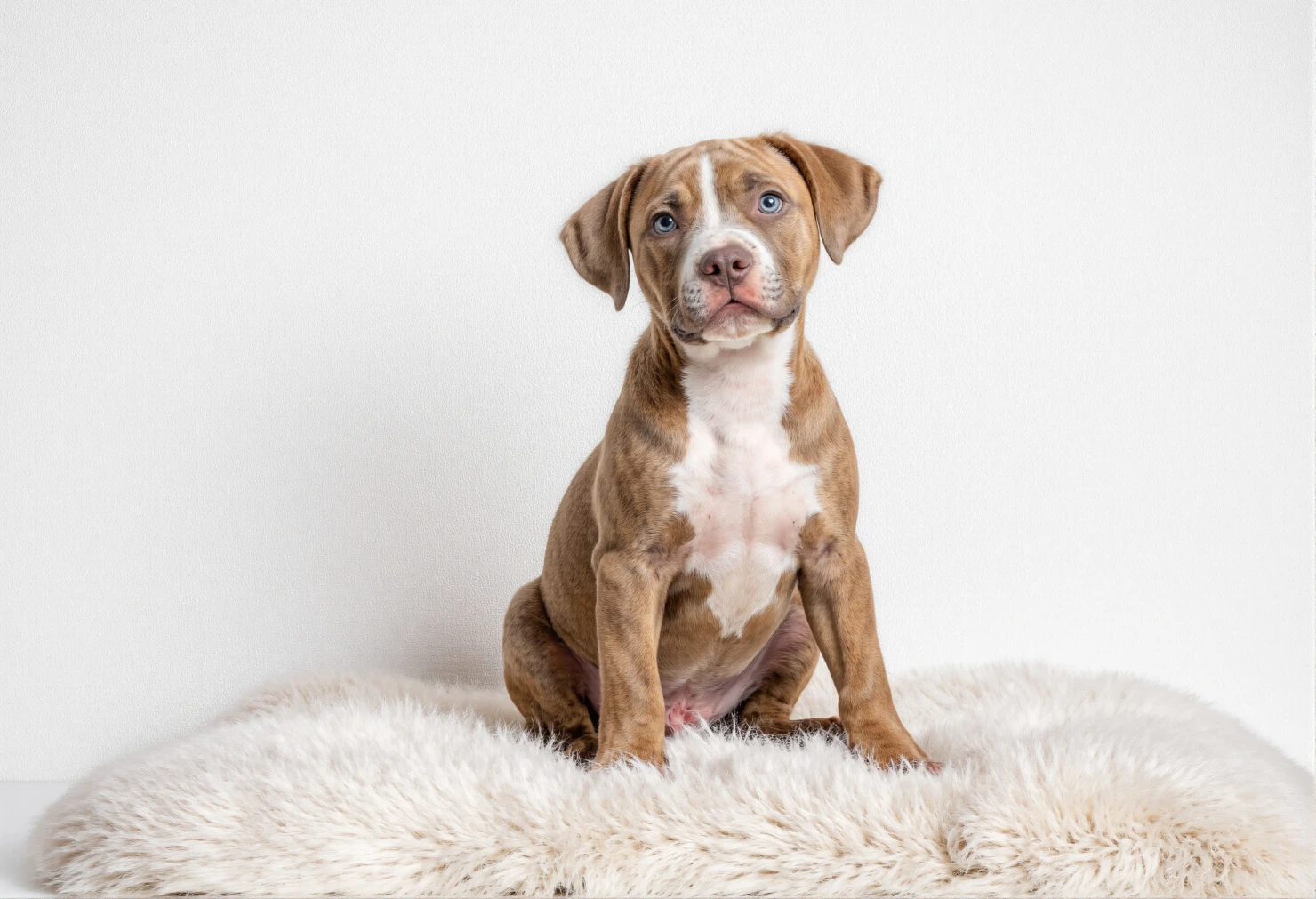 Adorable Pitbull Puppy Posing on a Shaggy Rug #40407