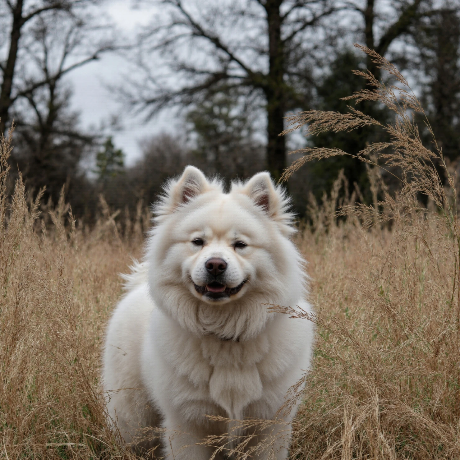 Fluffy White Samoyed Dog Smiling in a Field of Tall Grass #40413