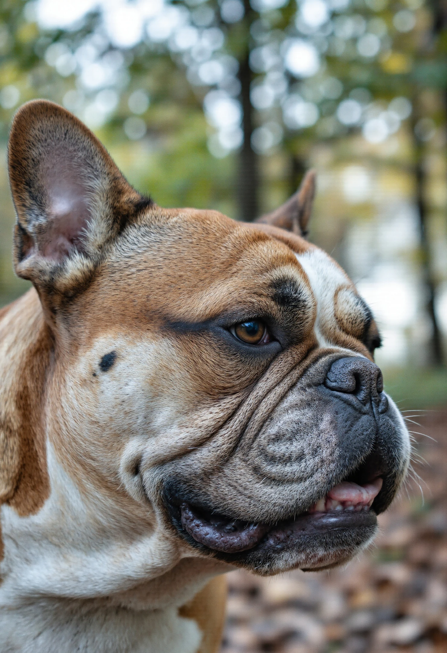 Close-up of a French Bulldog in an Autumnal Forest Setting #40414