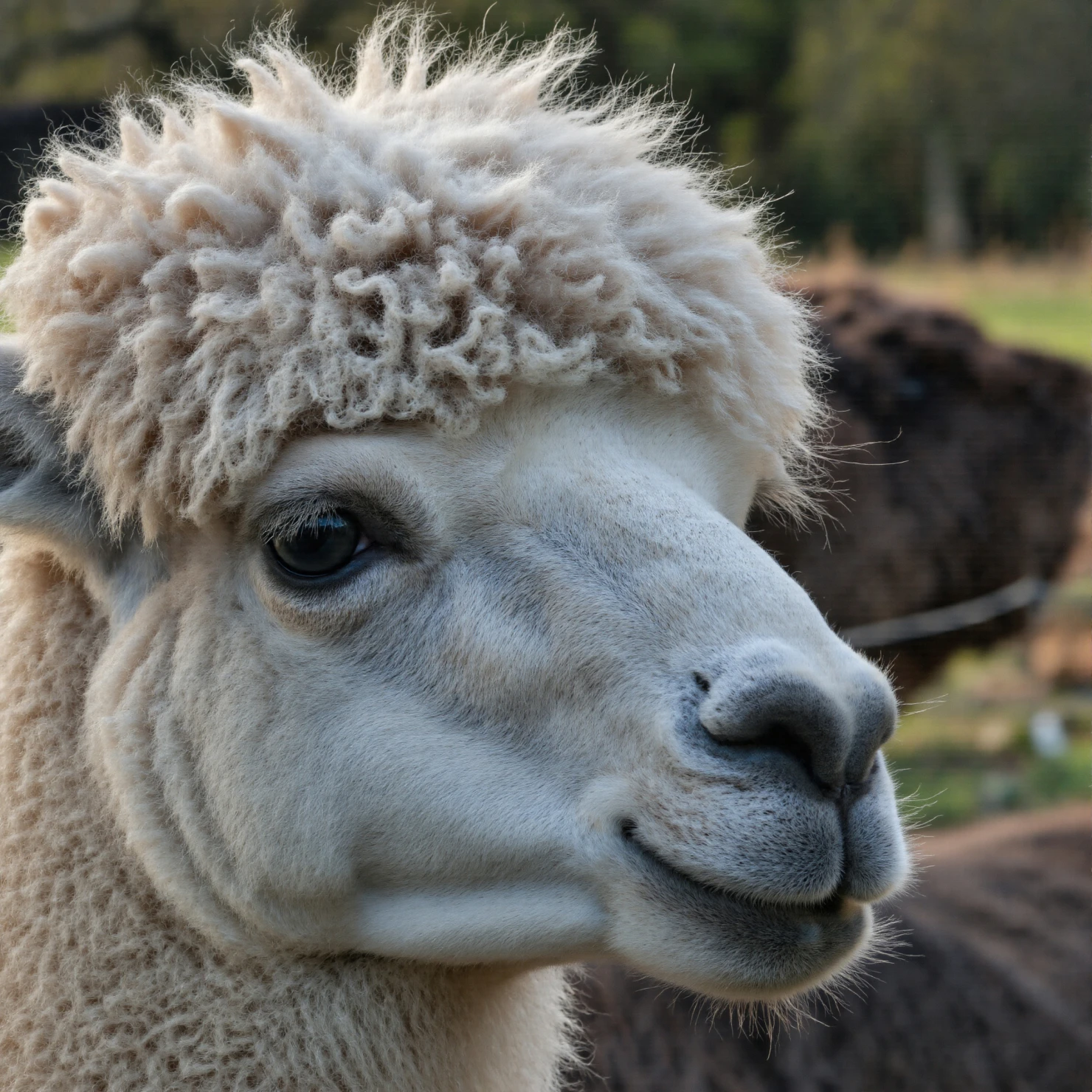 Fluffy Alpaca Close-Up Portrait with Smiling Expression #40420
