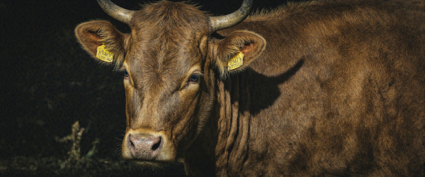 Brown cow with horns in natural setting #40421