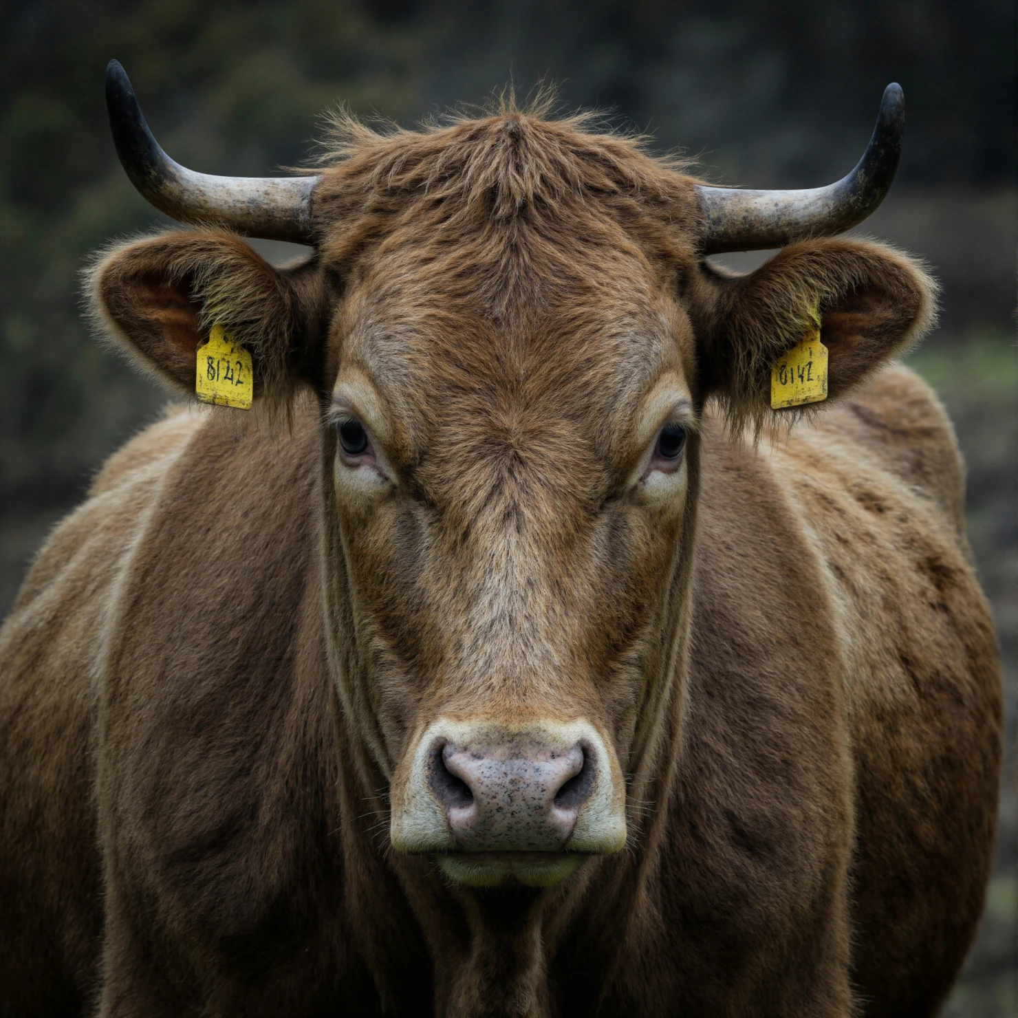 Close-up of a brown cow with horns and yellow ear tags looking directly at the camera #40422