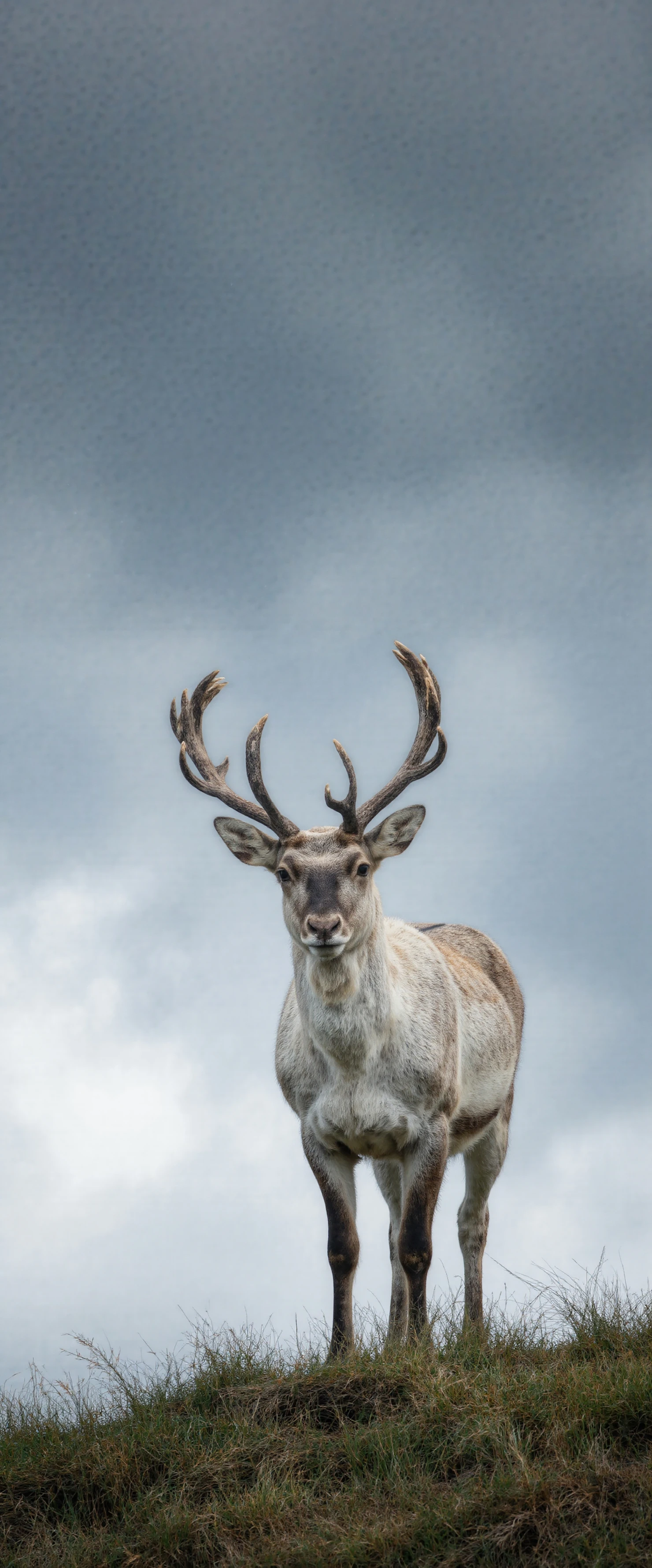 Majestic Reindeer Standing Proudly on a Hillside #40424