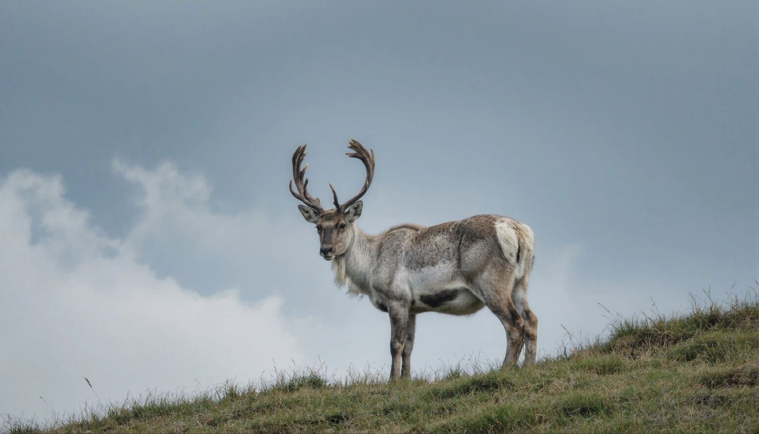 Majestic Reindeer on a Hillside, Overlooking a Cloudy Sky #40425