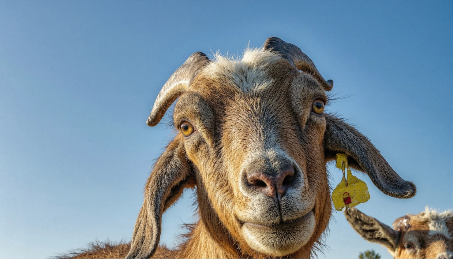 Close-up of a curious goat with a yellow ear tag against a blue sky #40426