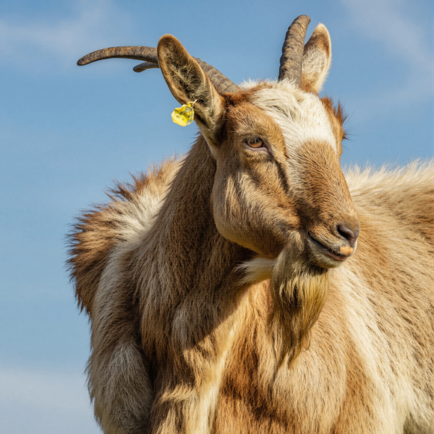 Close-up of a Markhor Goat with Horns, Wearing a Yellow Ear Tag, Set Against a Blue Sky #40428