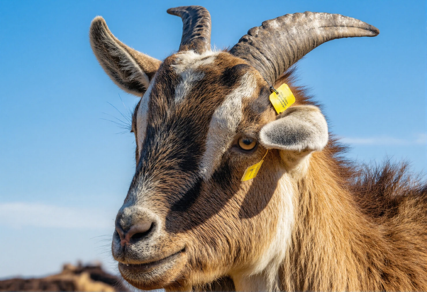 Close-up of a goat with horns and ear tags against a blue sky. #40429