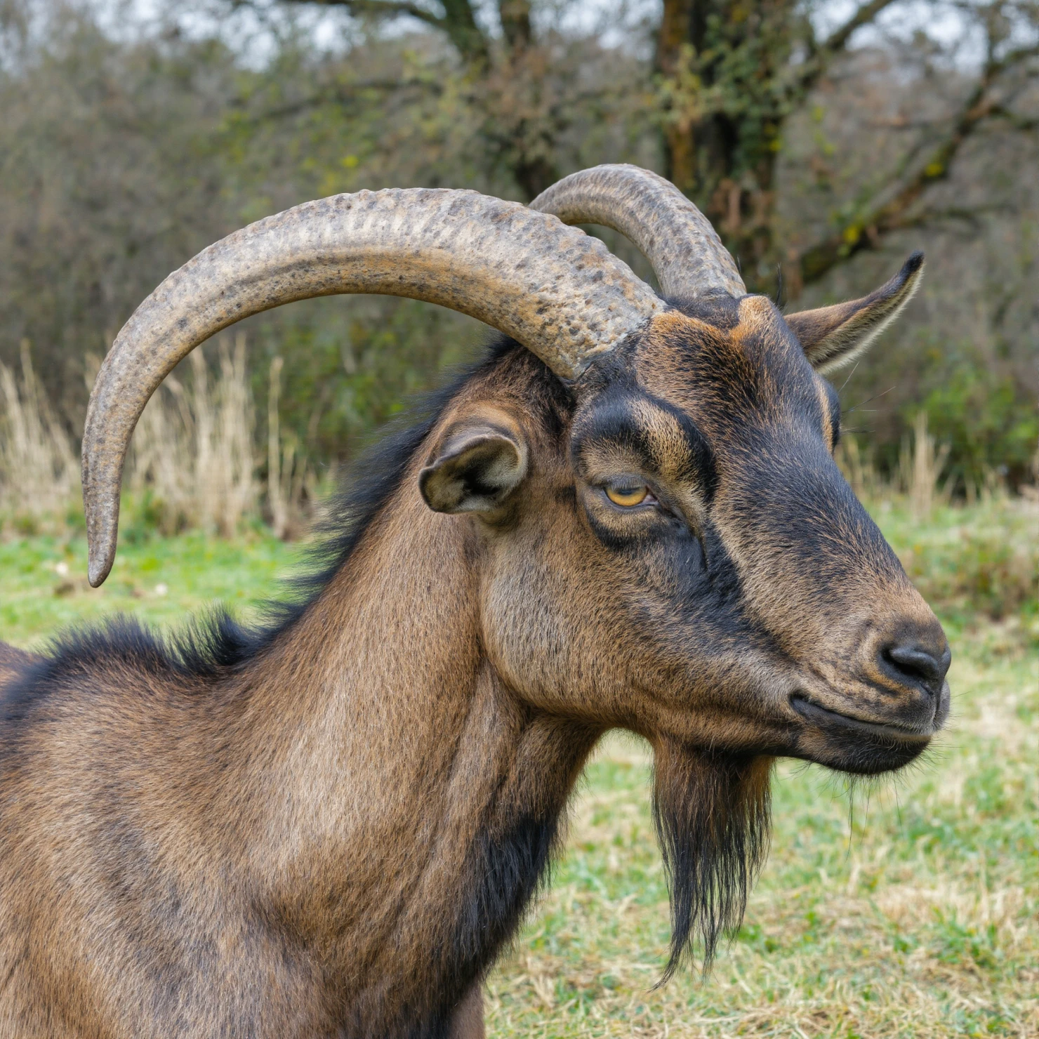 Brown Goat with Curved Horns in Field #40431