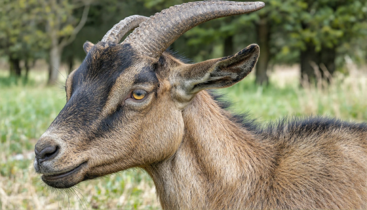 Close-up of a Goat with Brown and Black Fur in a Green Field #40432
