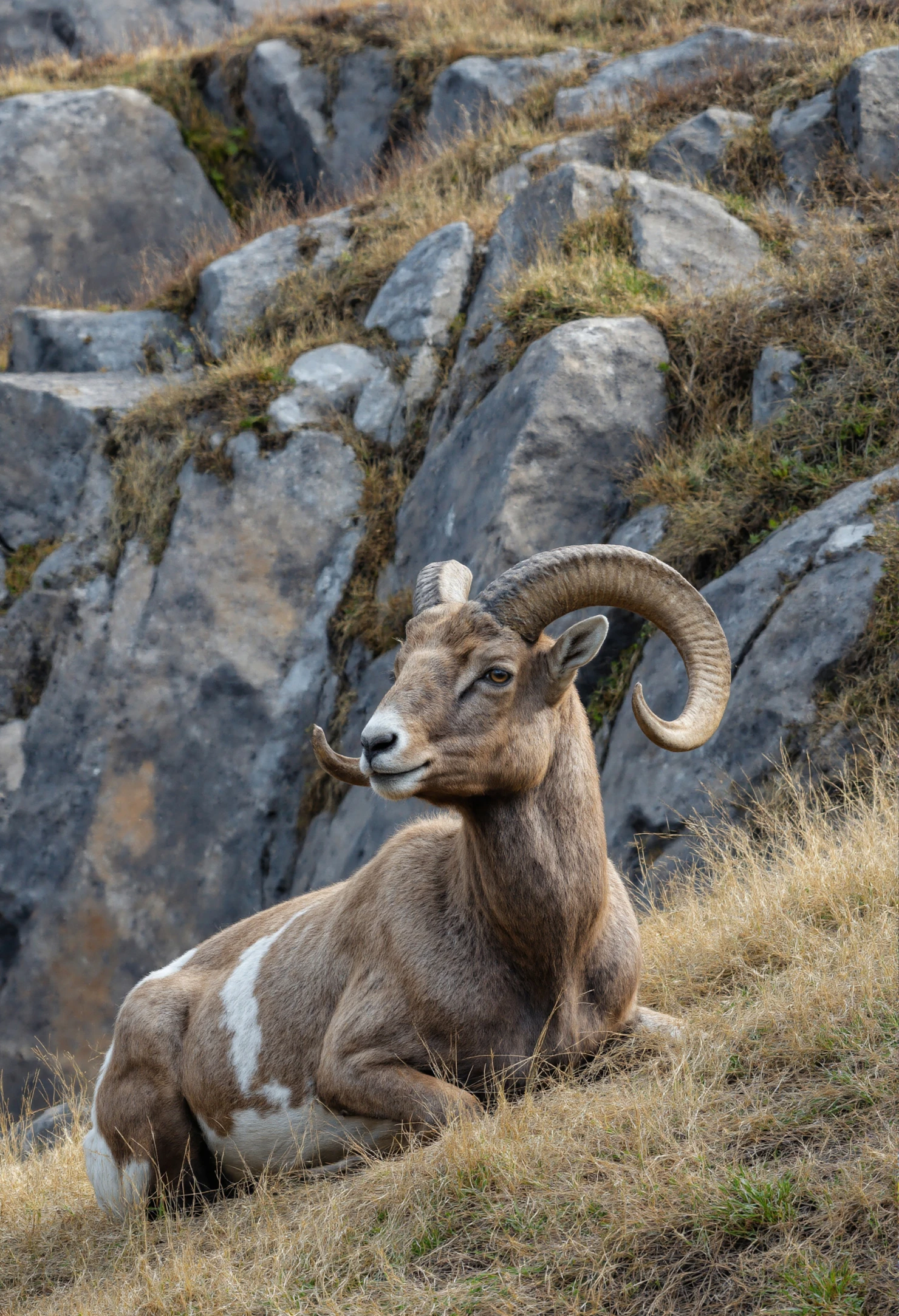 Majestic Bighorn Sheep Resting on Rocky Mountain Slope #40433