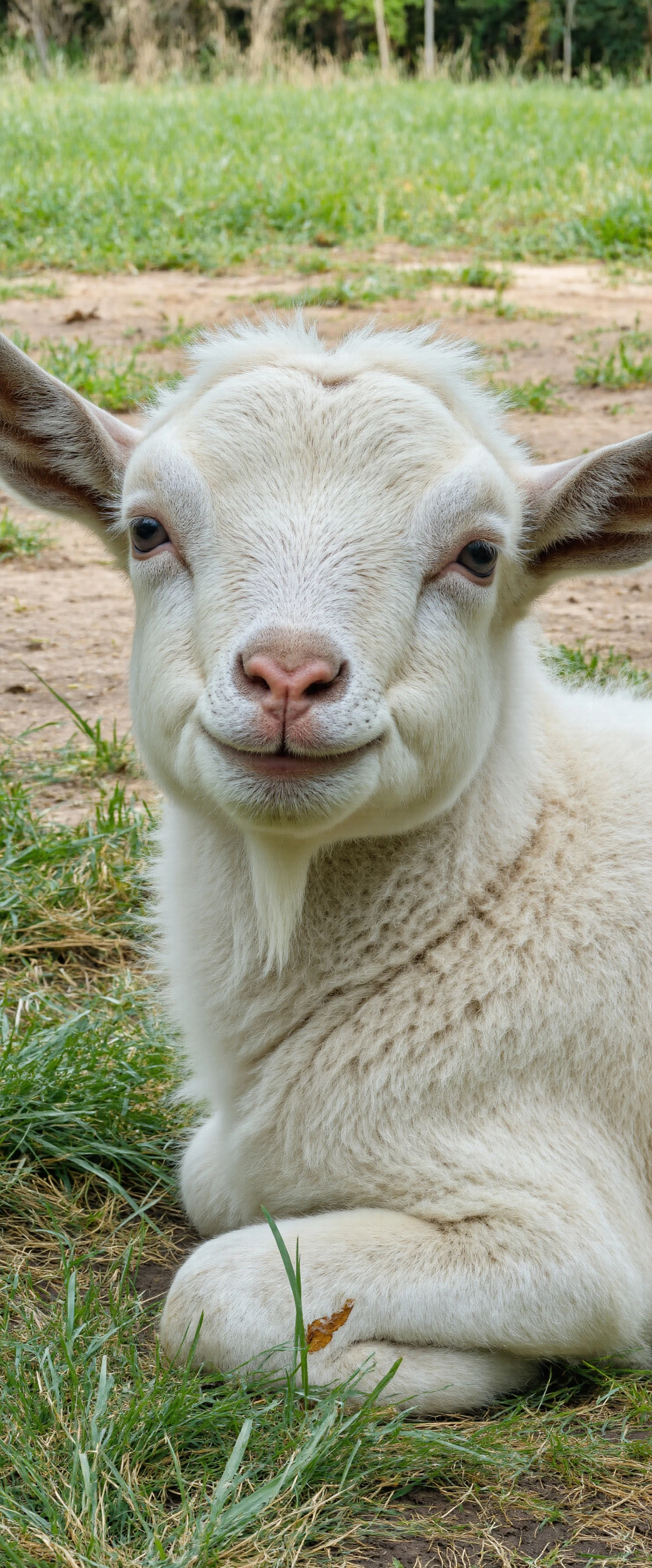 Smiling goat portrait on the grass #40434