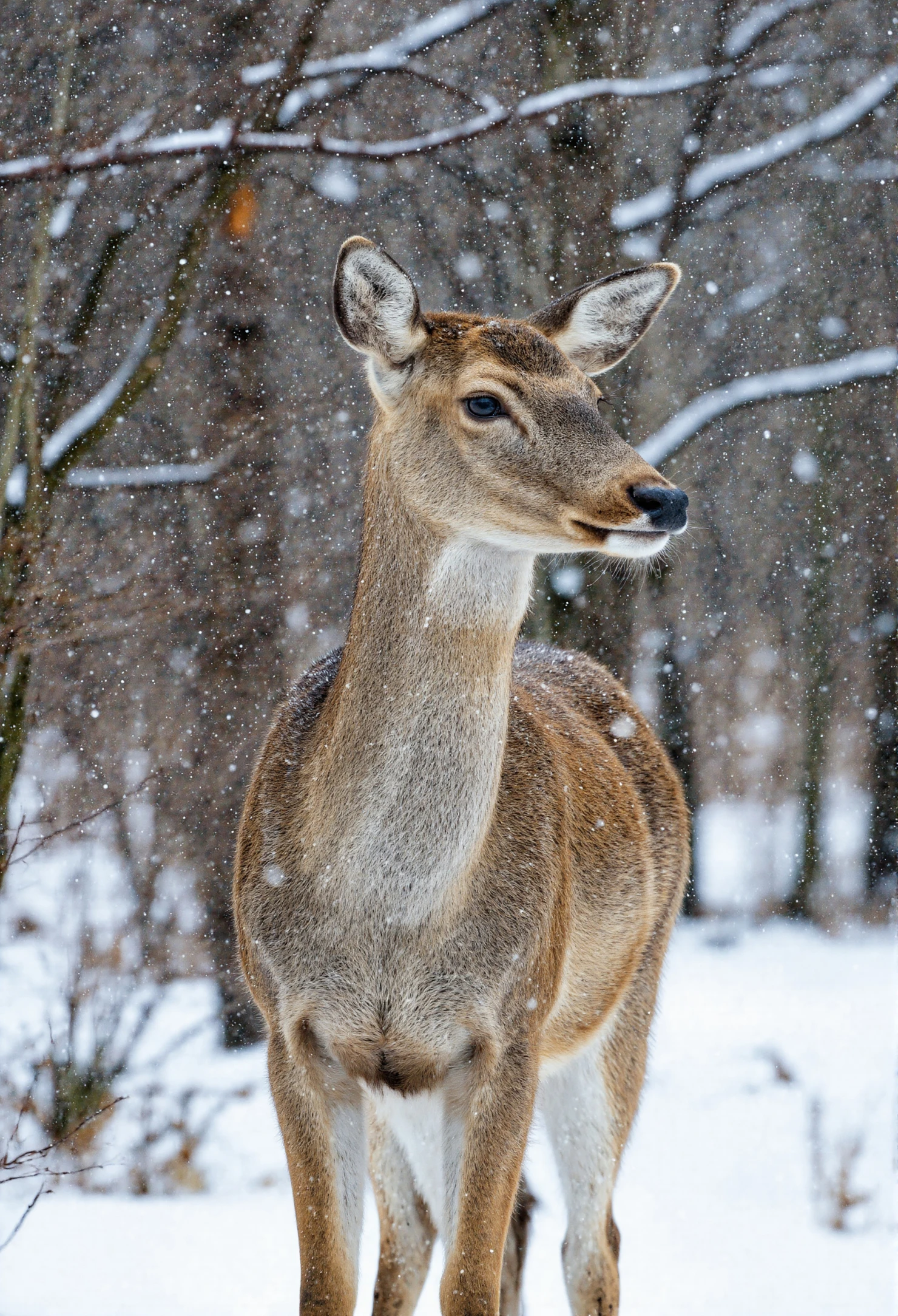 Deer in a Snowy Forest #40436
