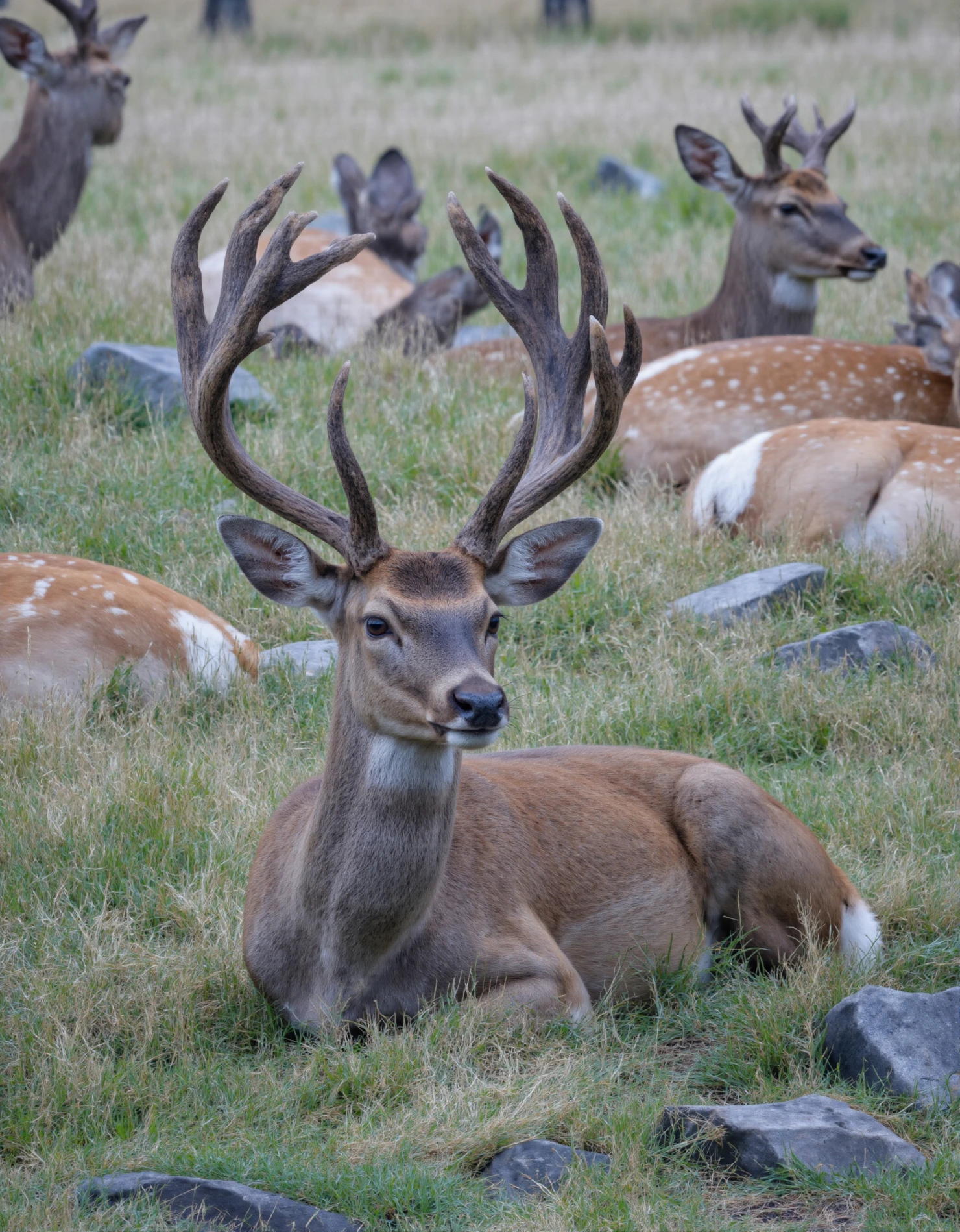 Majestic Stag Resting in a Field Surrounded by Deer #40437