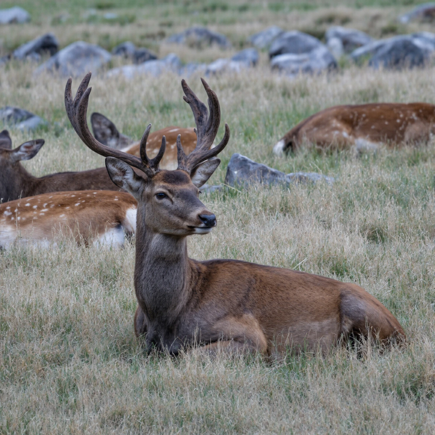 Majestic Red Deer Resting in Grassy Meadow #40438