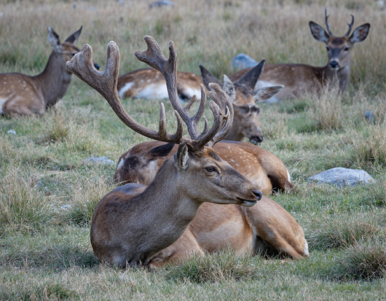 Deer Herd Resting in Grassy Field #40439