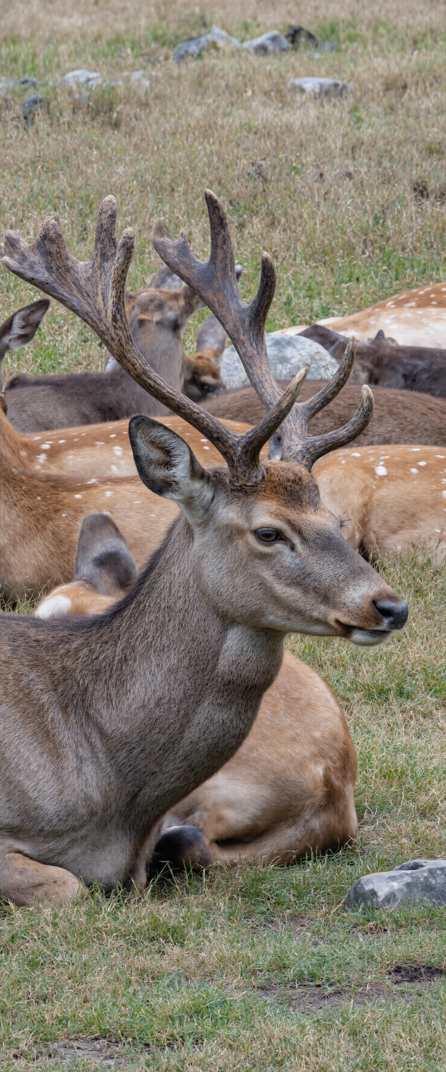 Deer Herd Resting in Meadow #40440