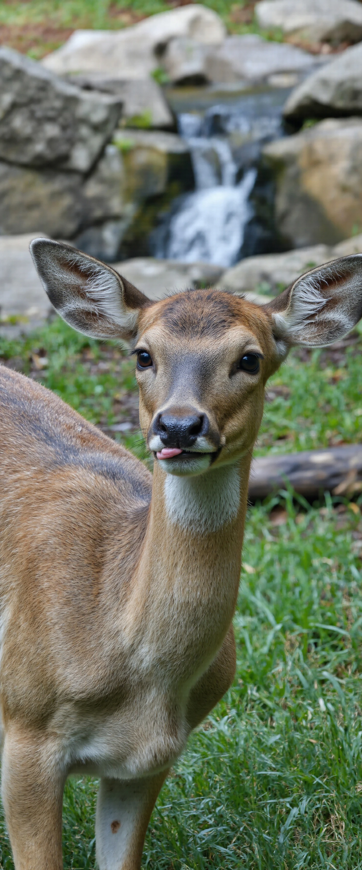 Deer Sticking Out Tongue Near Waterfall #40441
