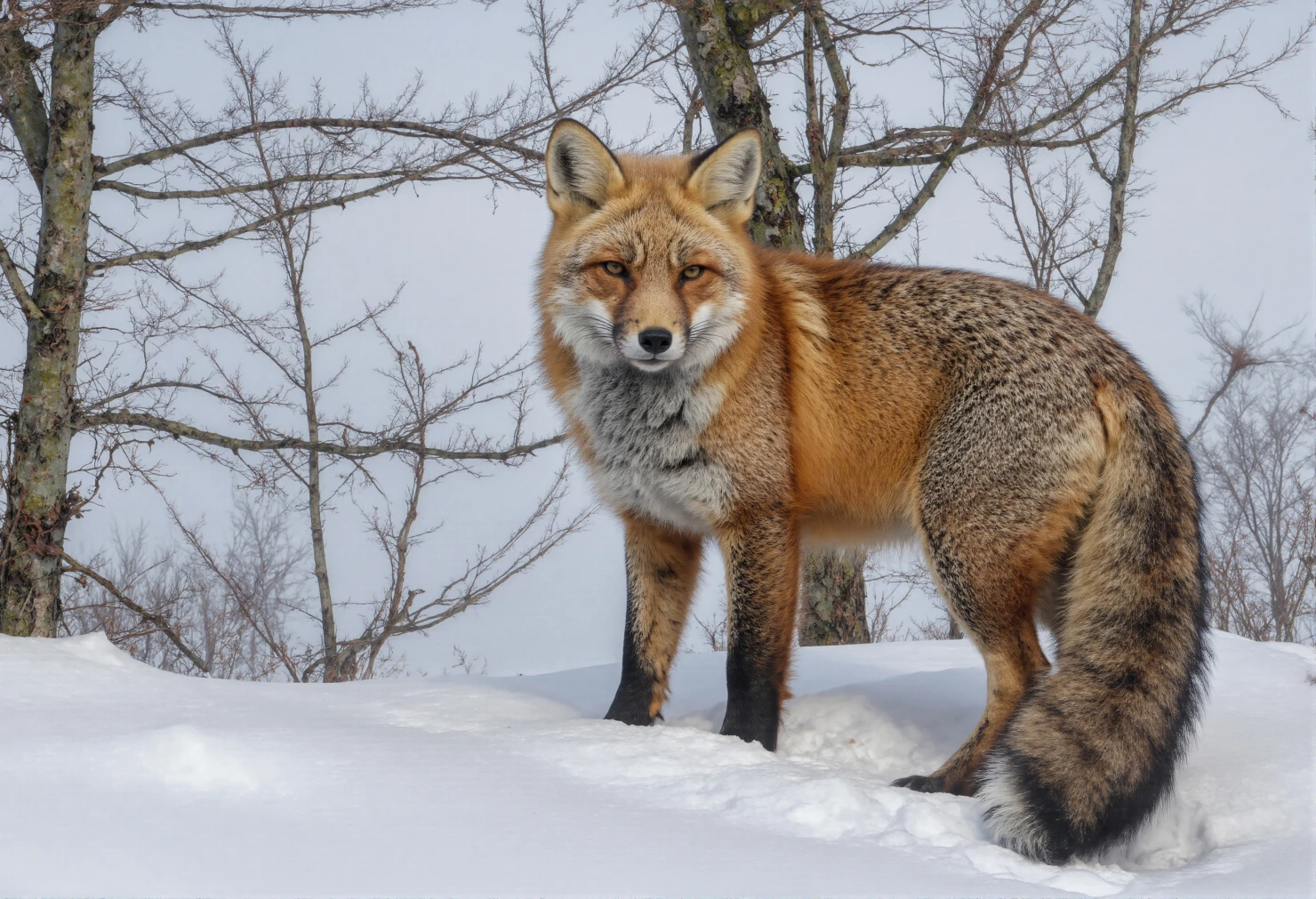 Red Fox in Snowy Landscape #40444