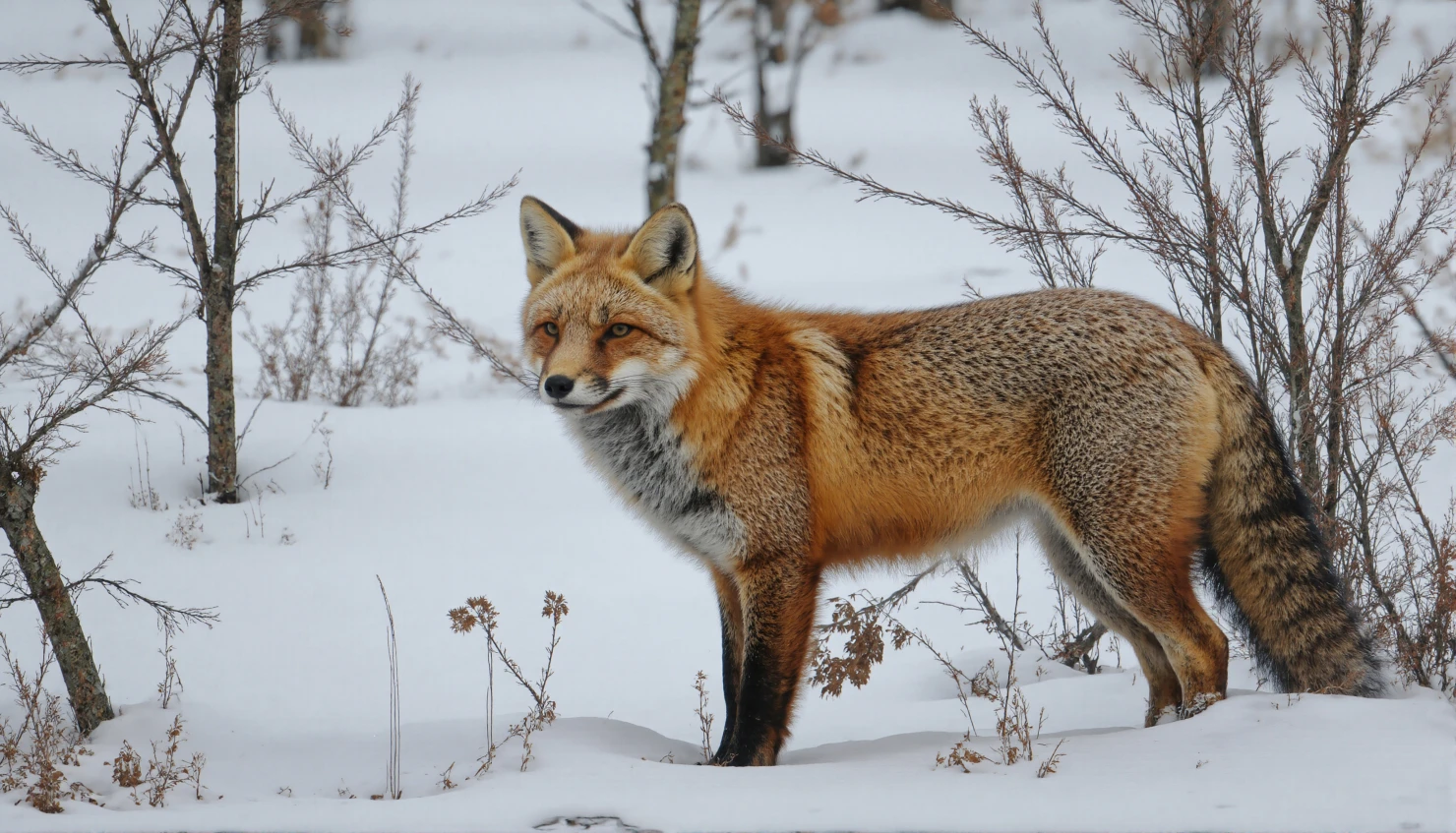Red Fox in Snowy Landscape #40446