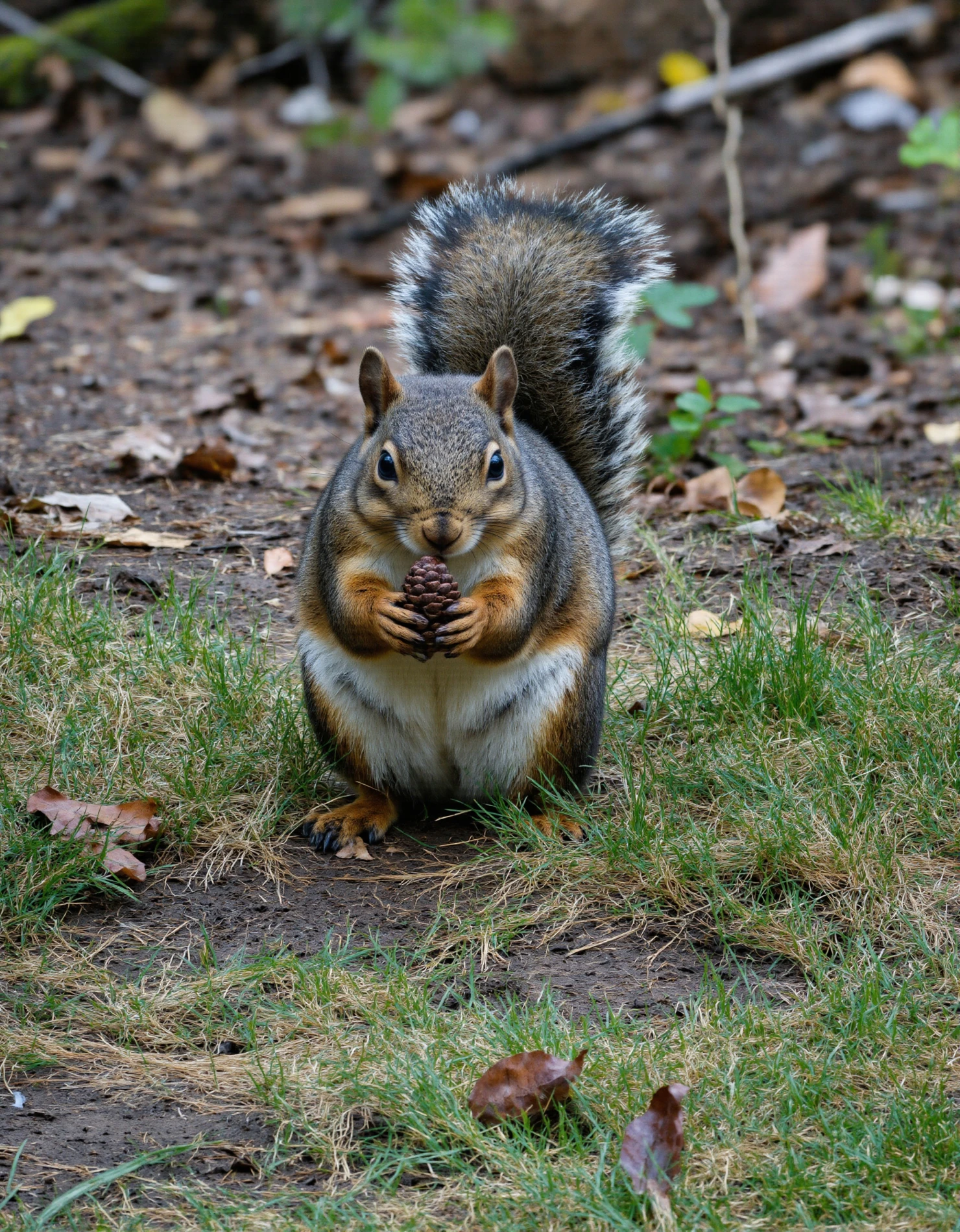Squirrel holding pinecone #40449