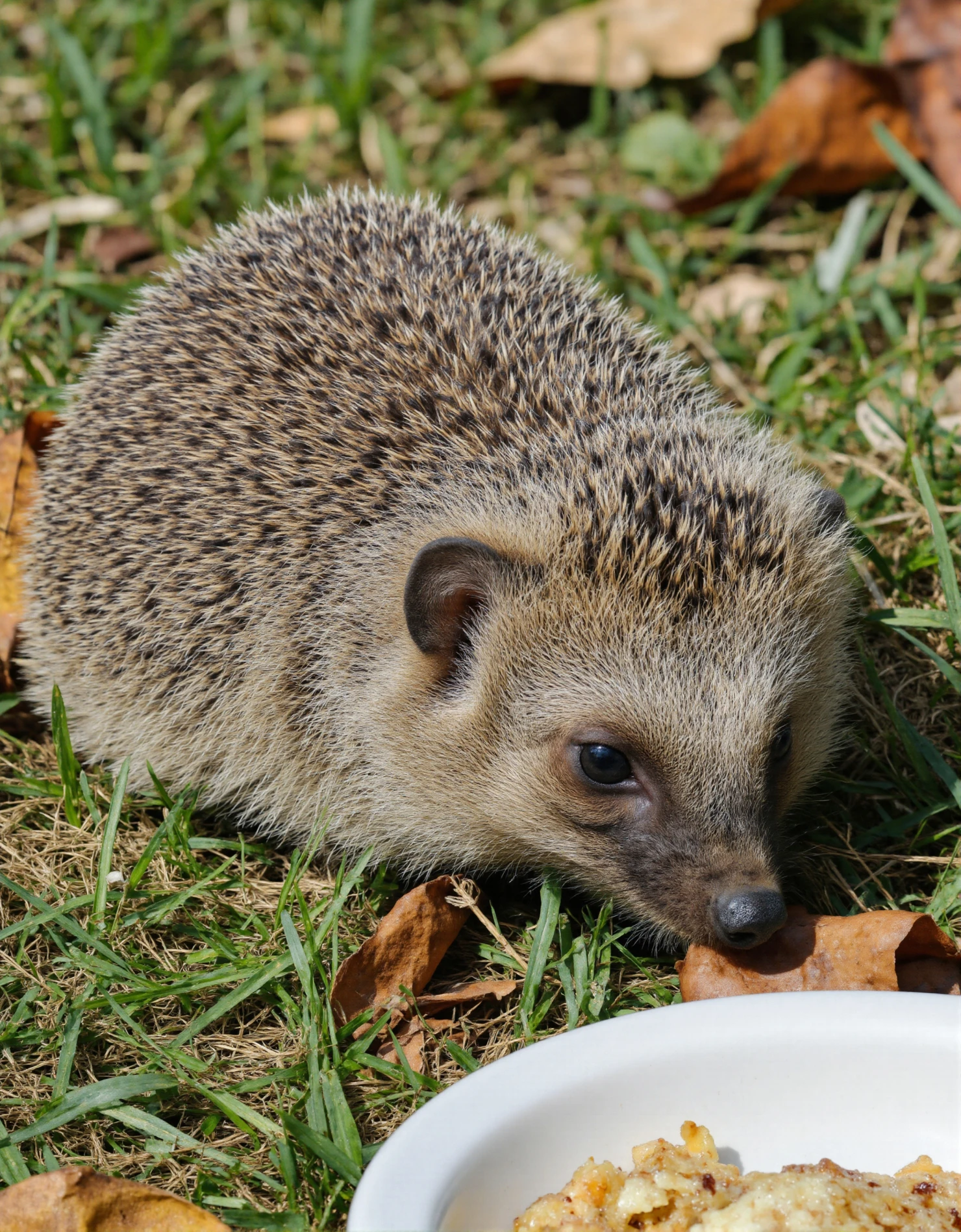 Hedgehog foraging near a food bowl outdoors on a sunny day, close-up view #40450