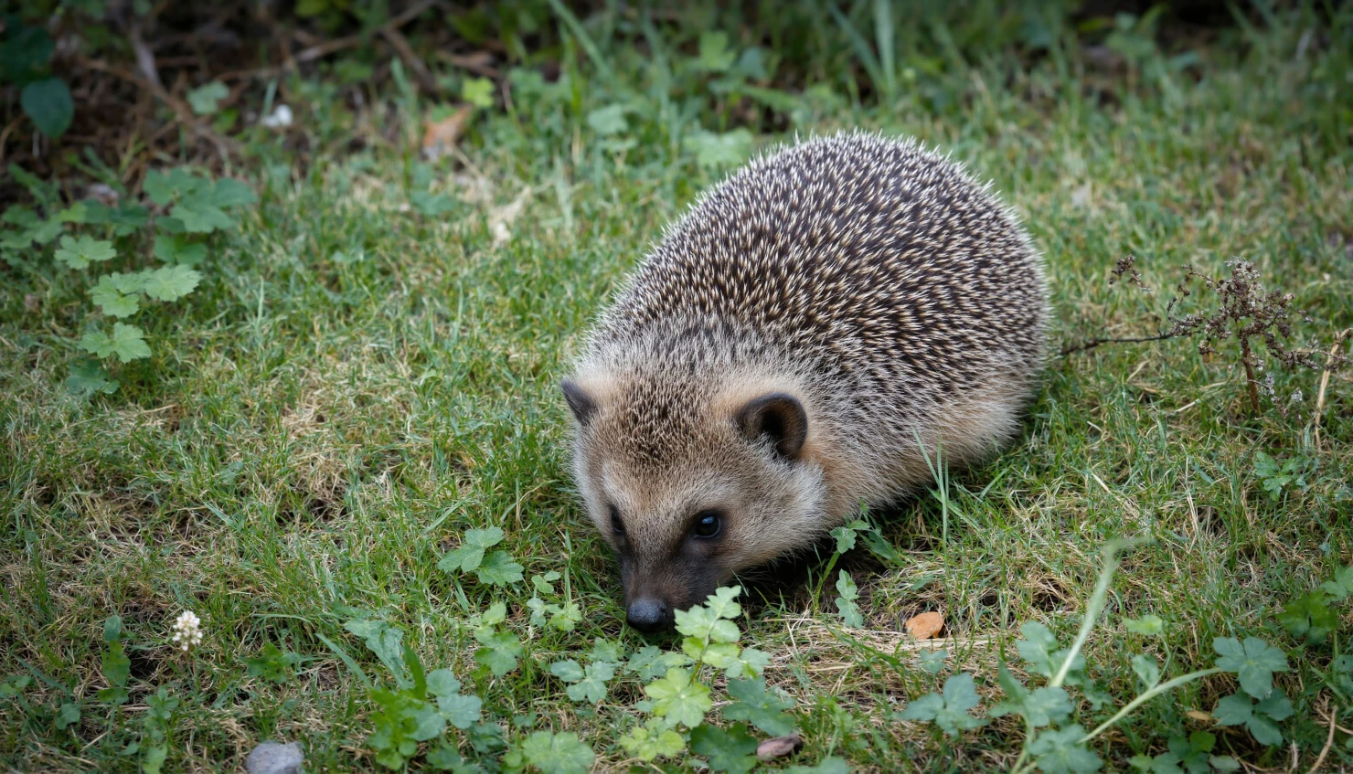 Hedgehog foraging in grassy environment #40451