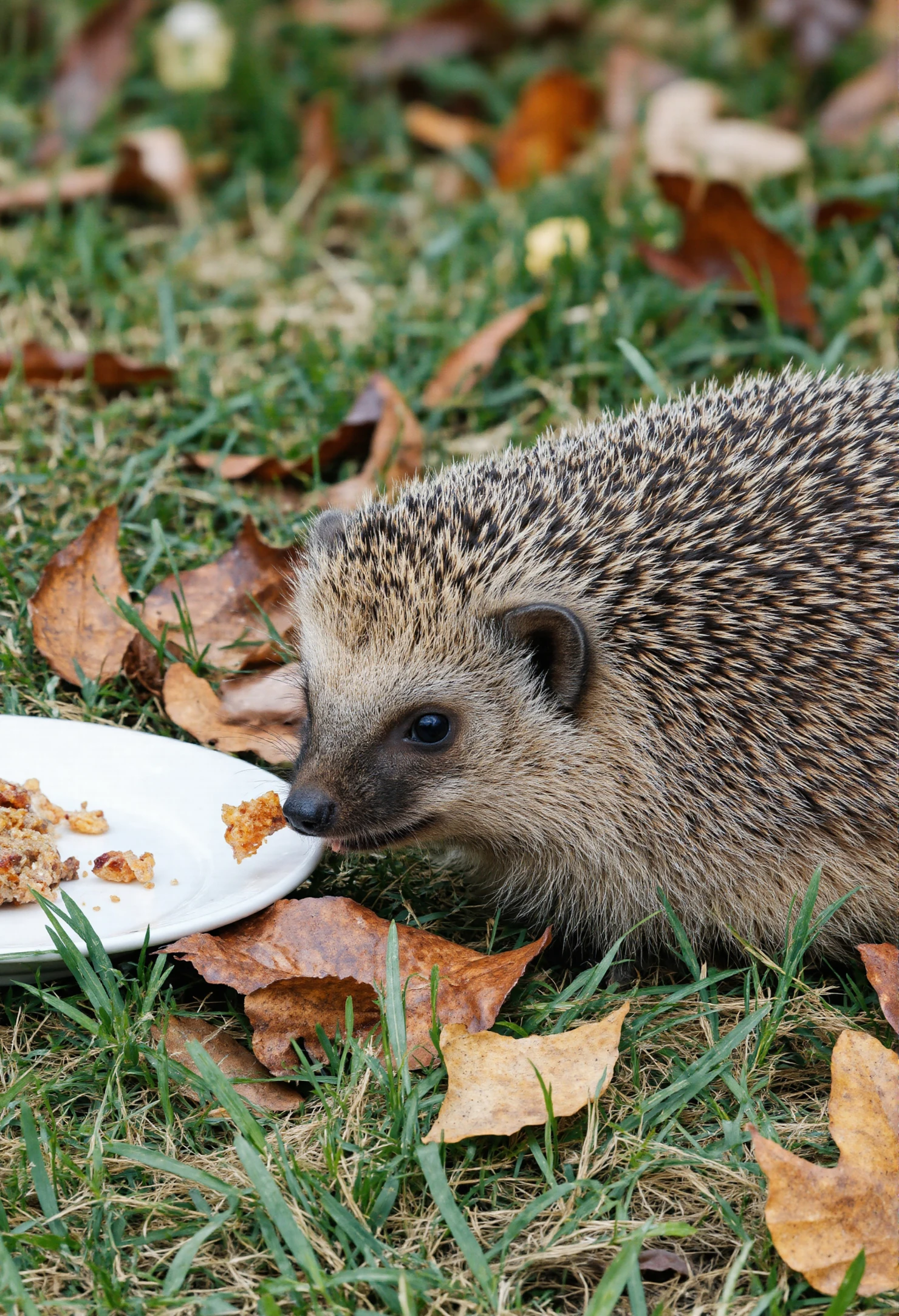 Hedgehog eating from a plate outdoors #40452