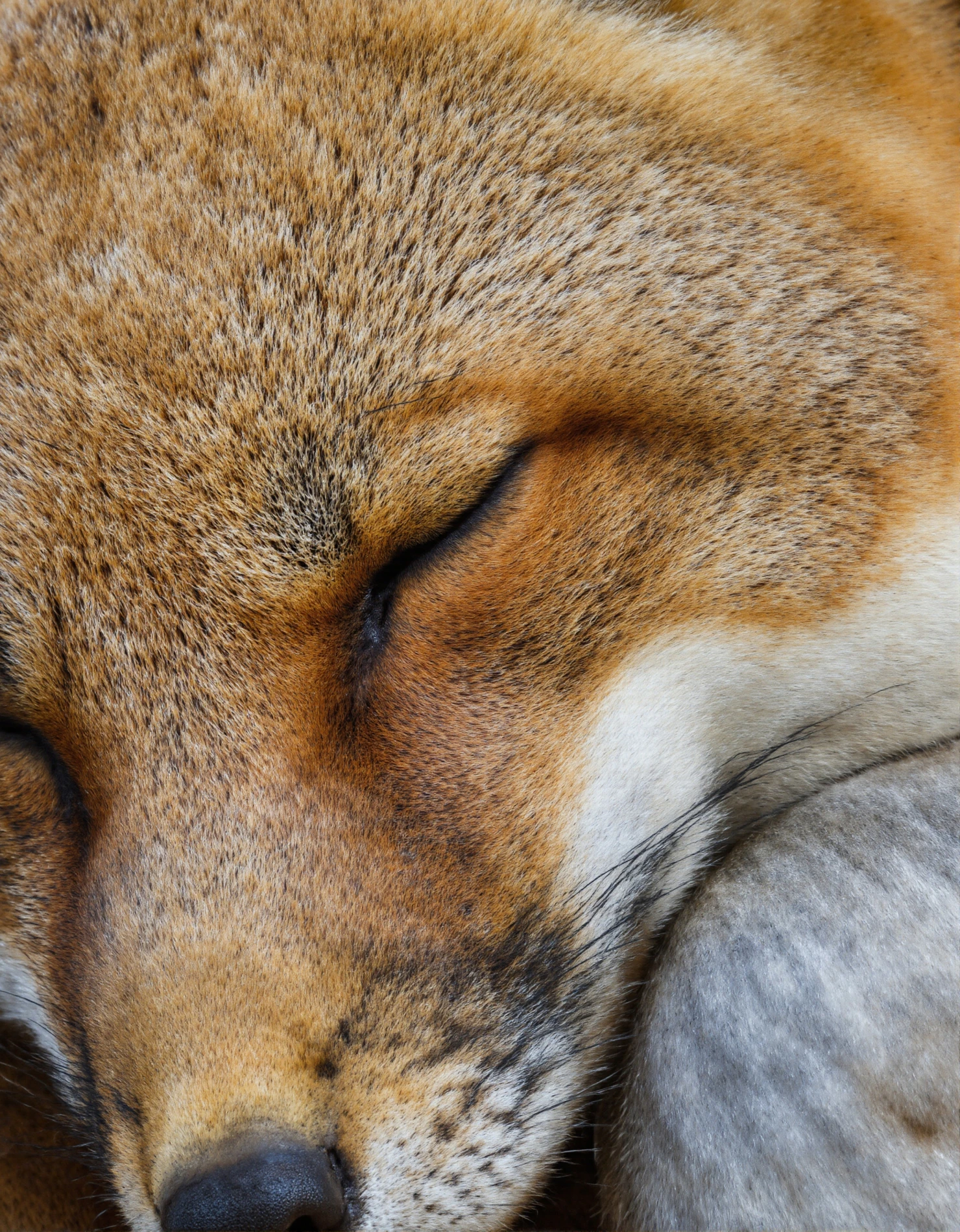 Close-up of a sleeping fox with closed eyes, showcasing detailed fur texture and a peaceful expression. #40454