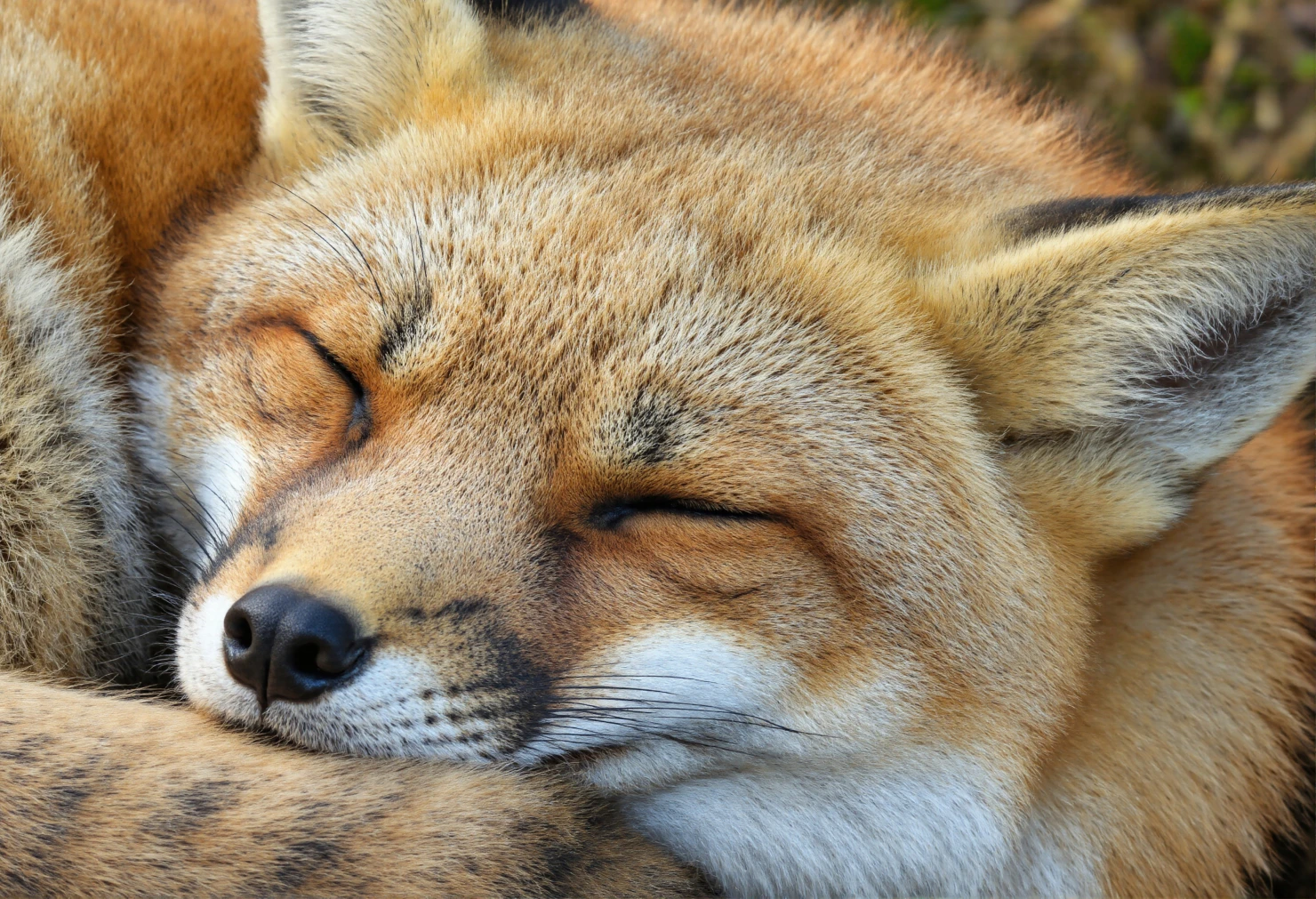 Sleeping Red Fox Close-up Portrait #40455