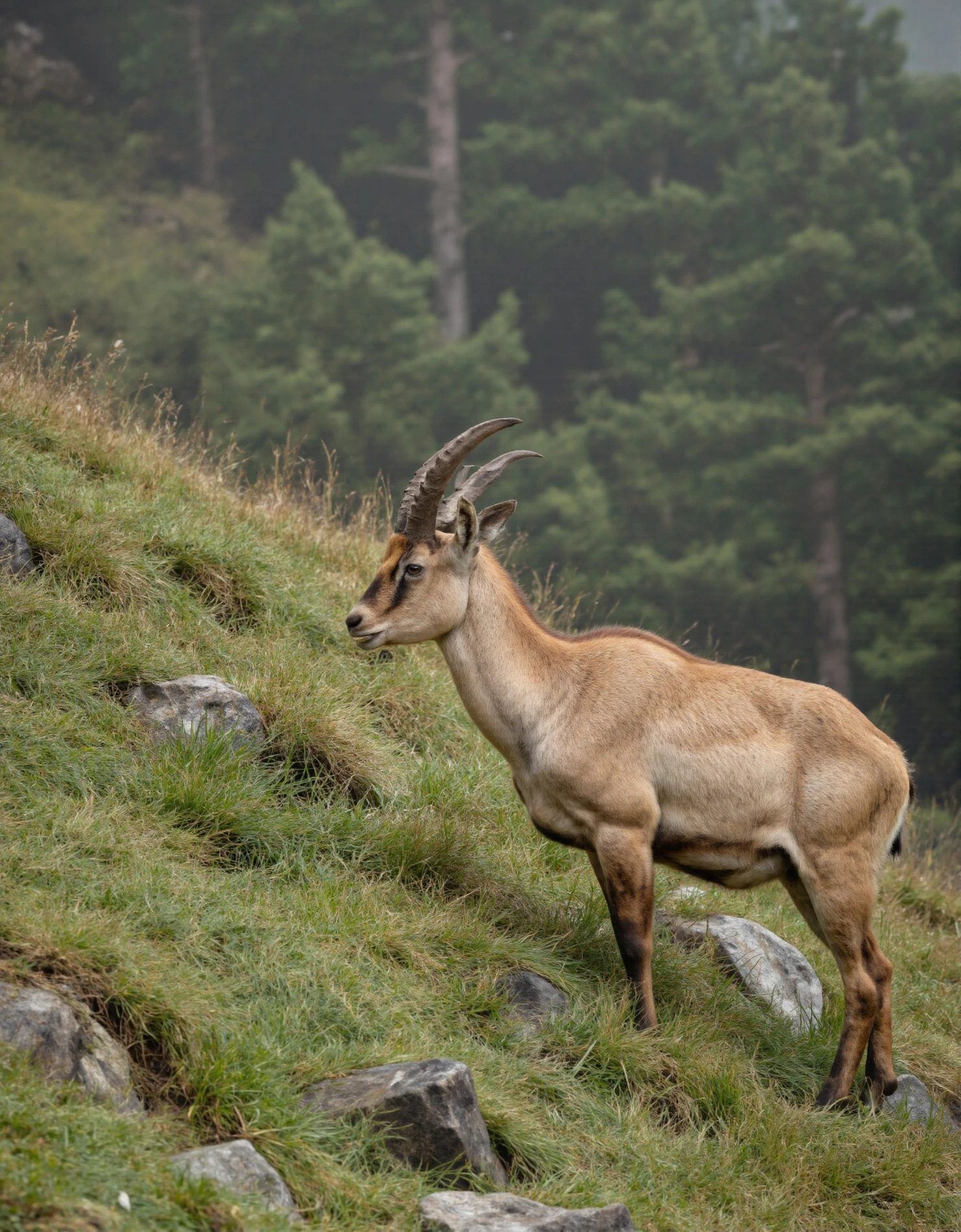 Ibex on a Grassy Slope A Mountain Goat in its Natural Habitat #40457