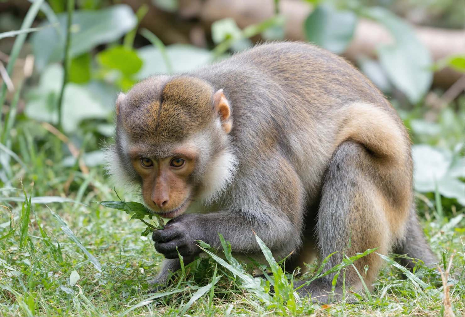 Monkey Eating Leaves #40459