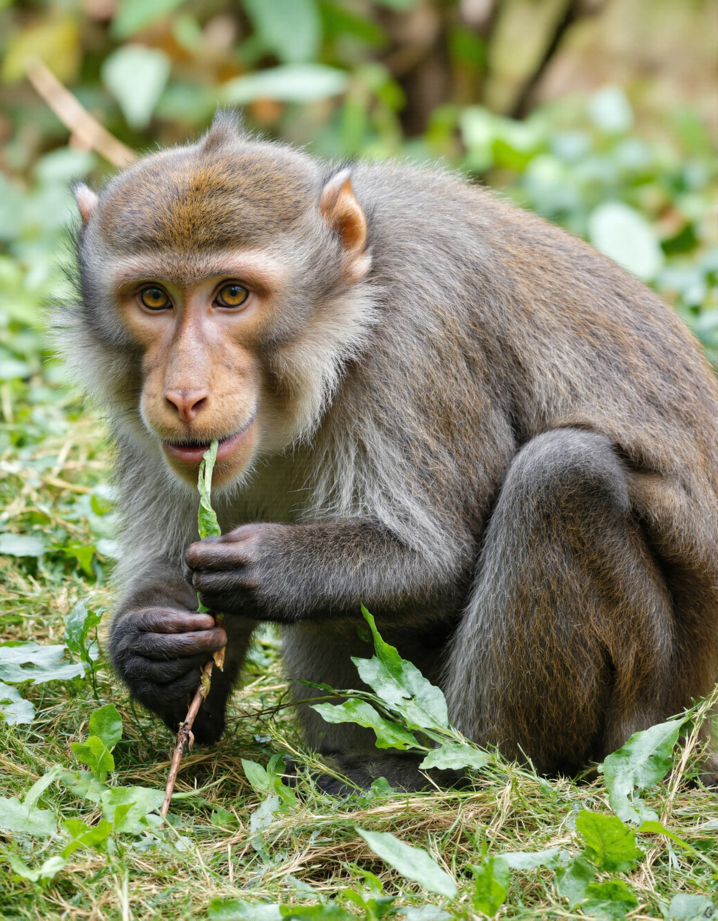 Monkey Eating Leaves #40460