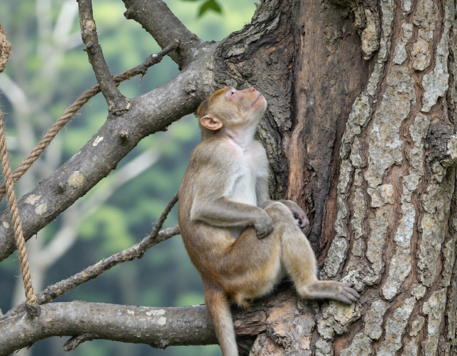 Monkey on the tree #40461