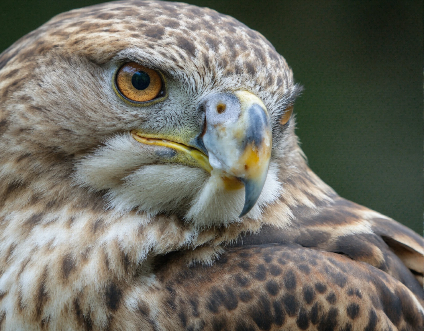 Close-up of a majestic hawk with piercing gaze #40462