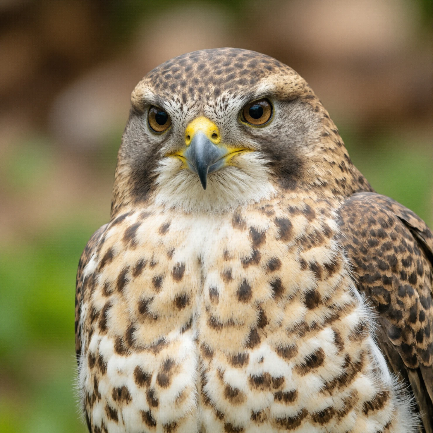 Close-up Portrait of a Majestic Falcon #40463